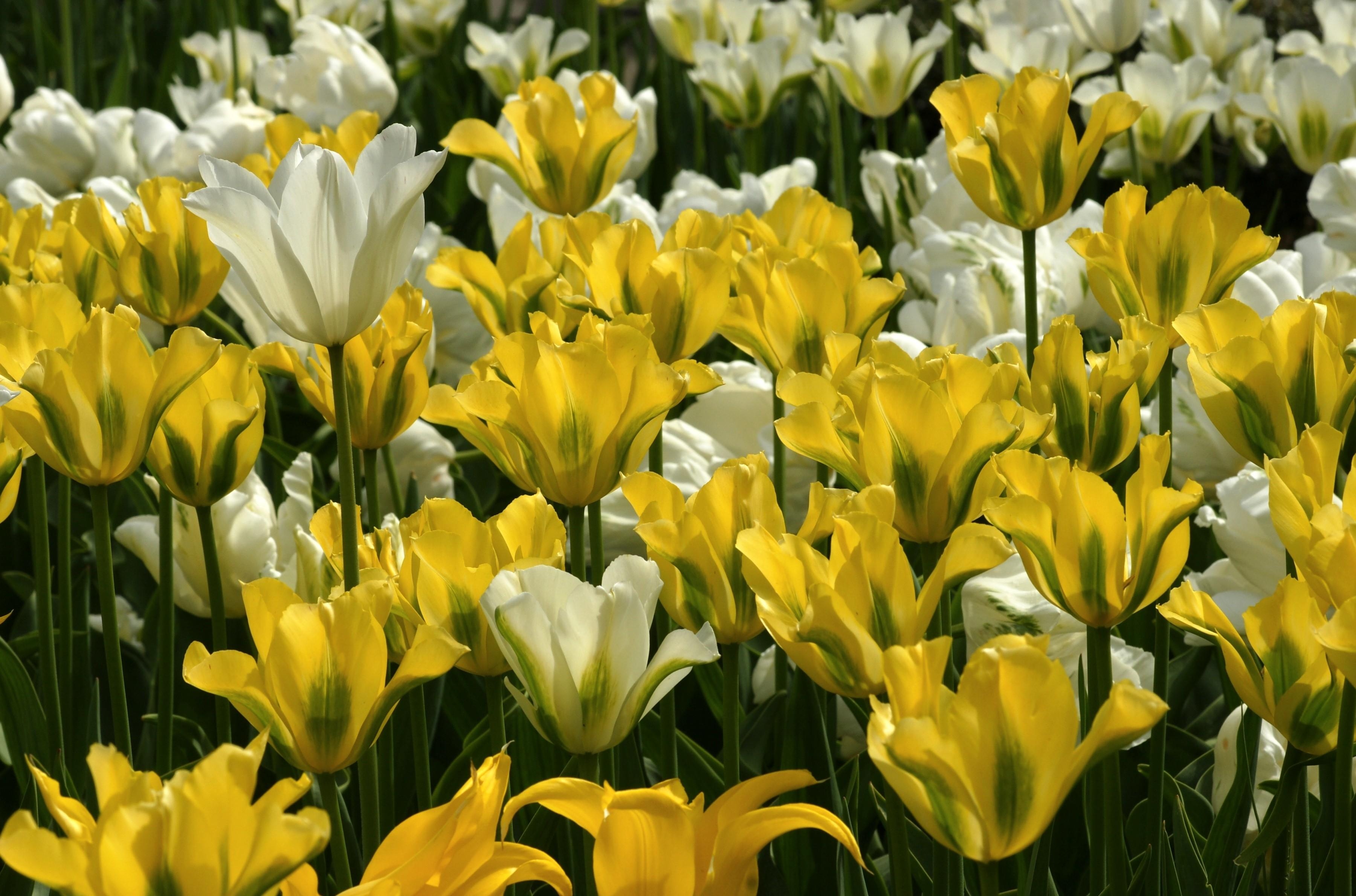 Free download wallpaper Flowers, Tulips, Disbanded, Loose, Lot on your PC desktop