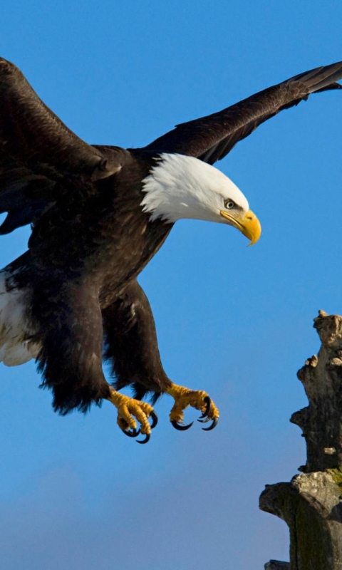 無料モバイル壁紙動物, 鳥, 青い, 鷲, 白頭ワシをダウンロードします。
