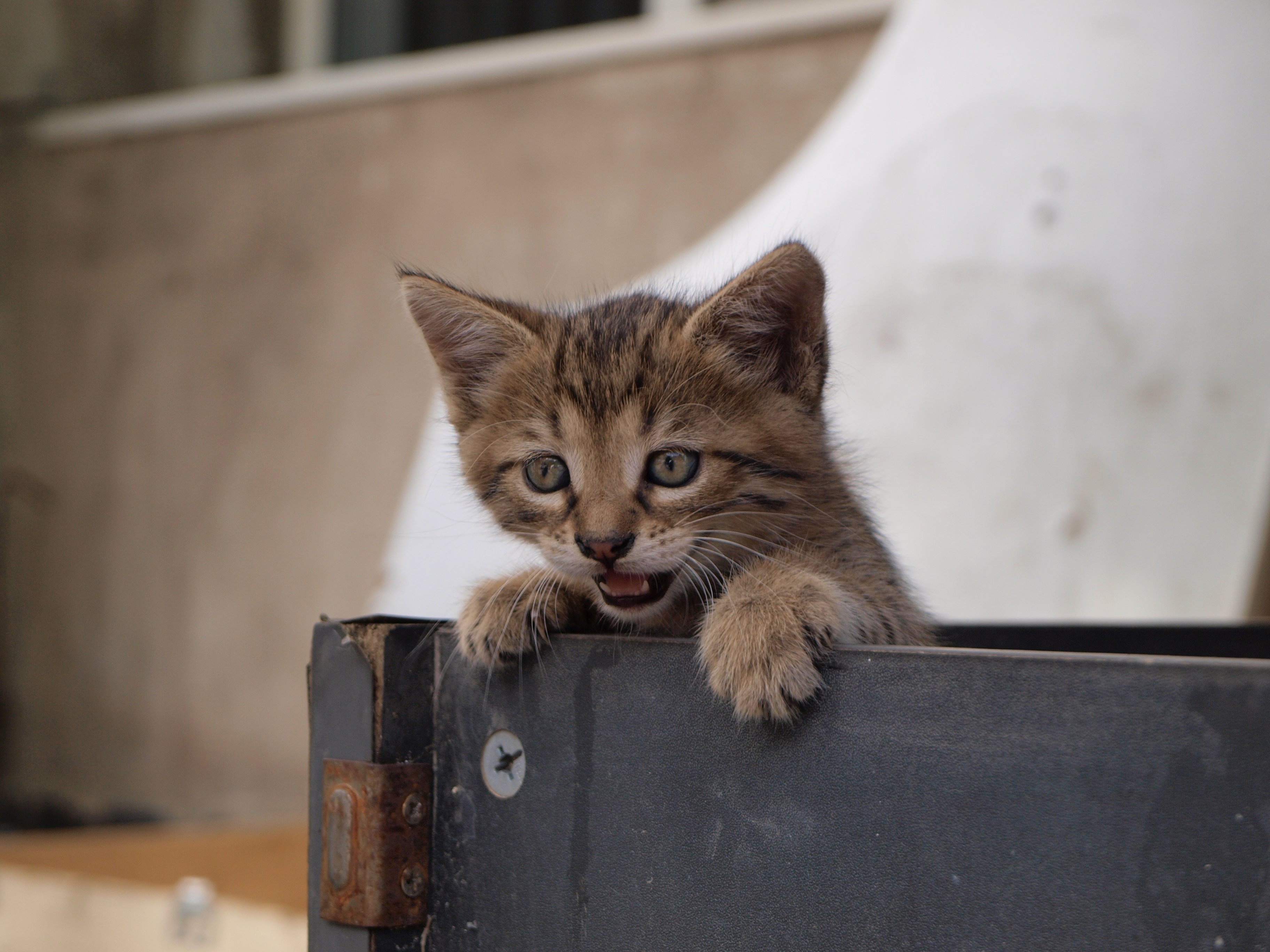 Laden Sie das Tiere, Katzen, Katze, Kätzchen, Tierbaby-Bild kostenlos auf Ihren PC-Desktop herunter