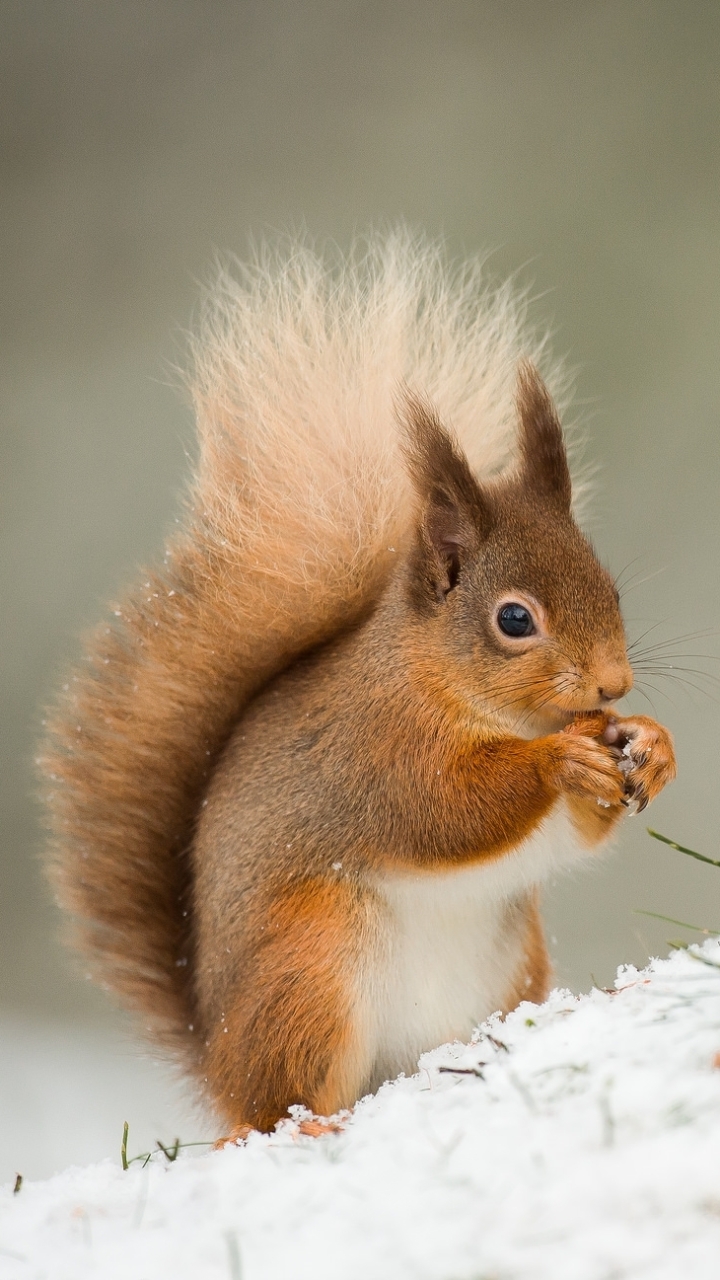 Download mobile wallpaper Winter, Squirrel, Snow, Animal, Rodent, Eating for free.