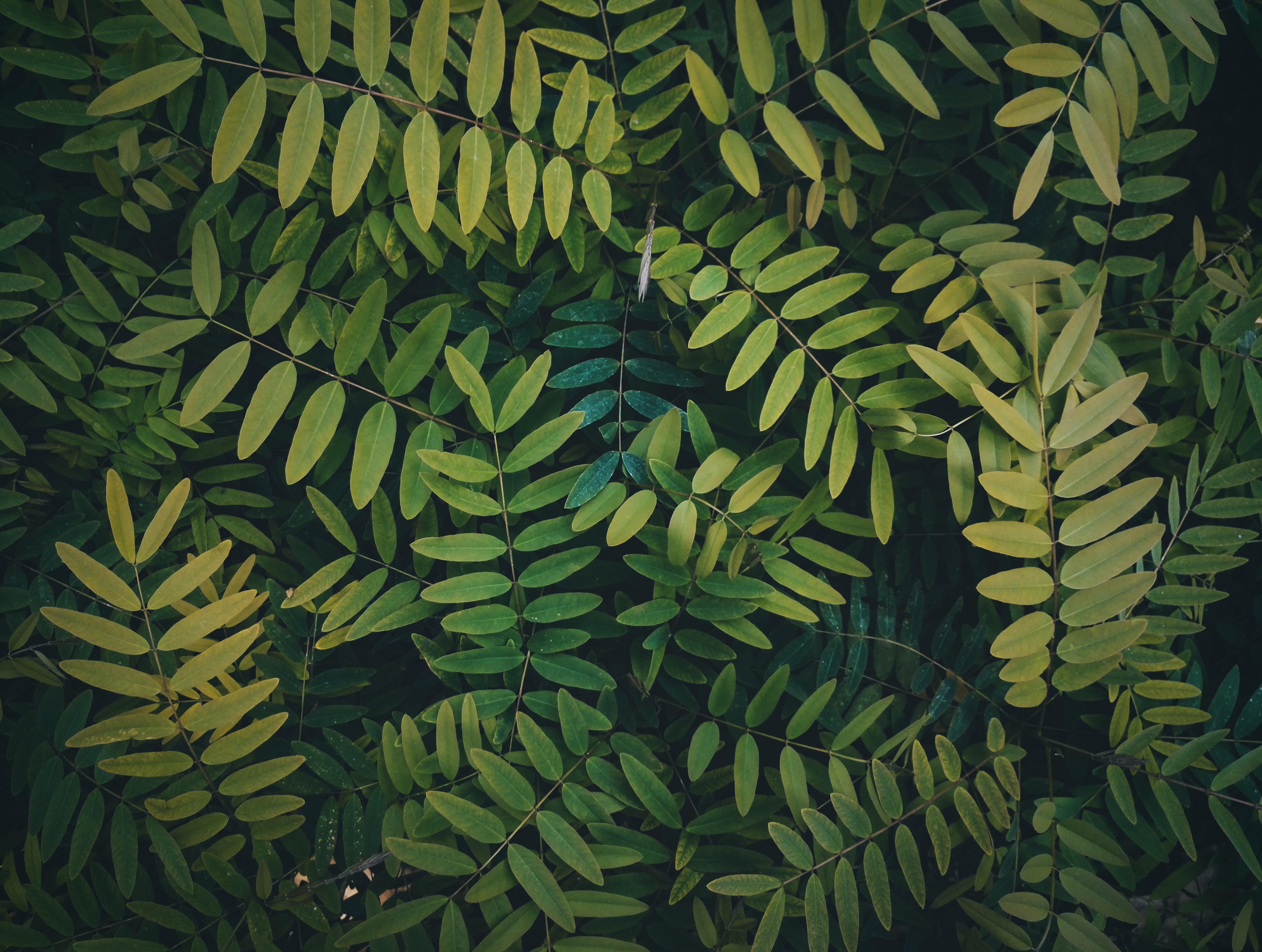 Download mobile wallpaper Bush, Leaves, Branches, Plant, Nature for free.