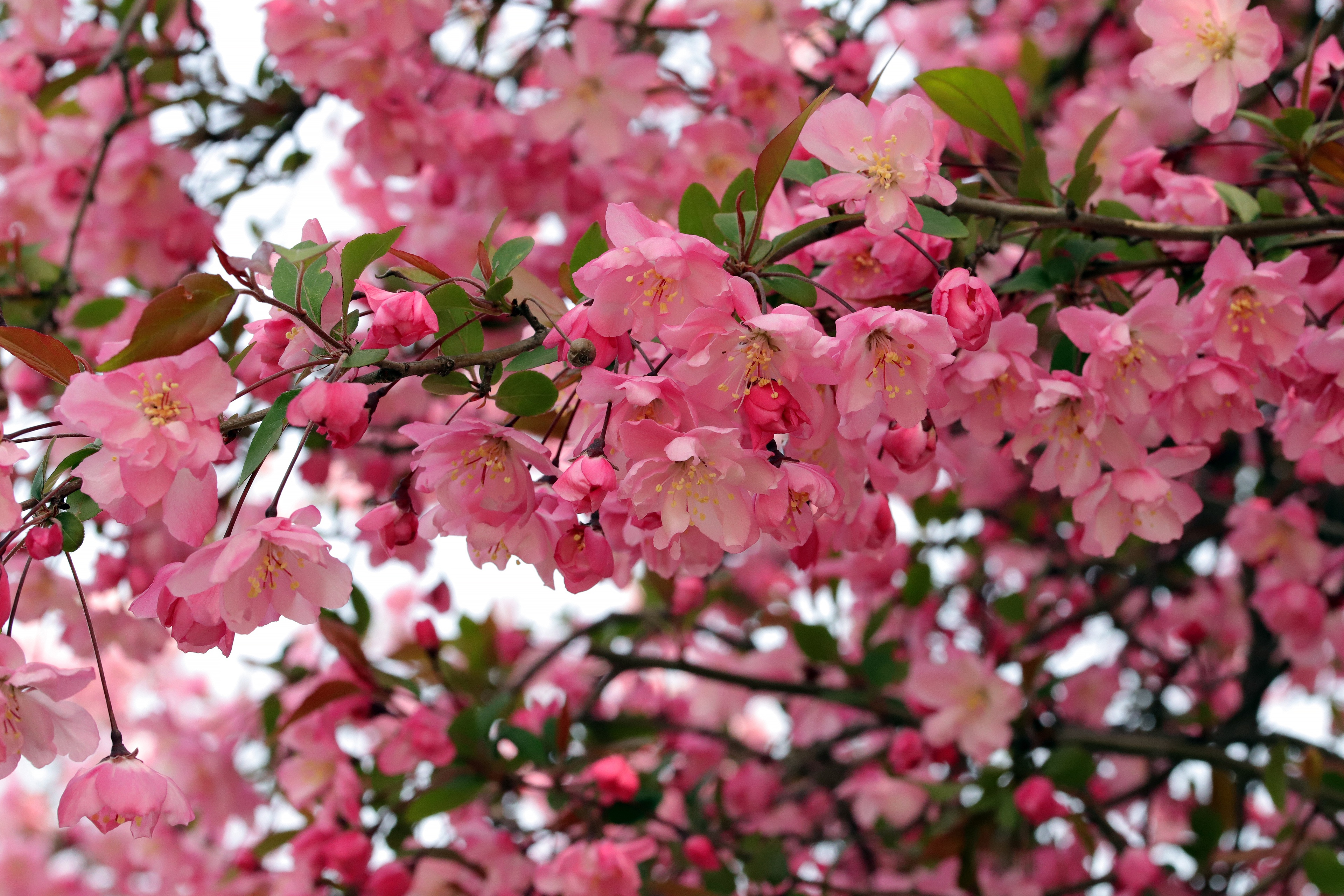 無料モバイル壁紙フラワーズ, 花, ブランチ, 地球, 春をダウンロードします。