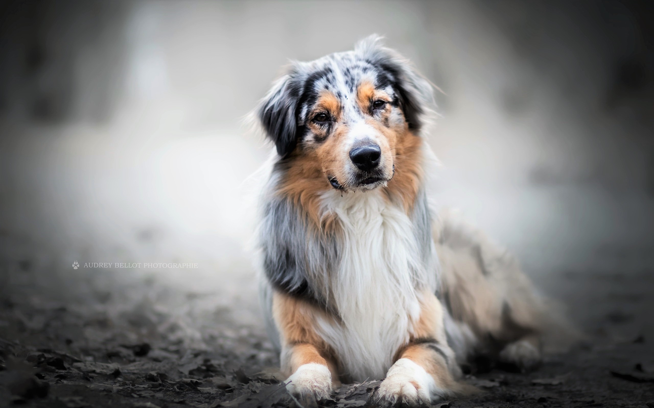 Baixar papel de parede para celular de Animais, Cães, Cão, Pastor Australiano, Fofo gratuito.