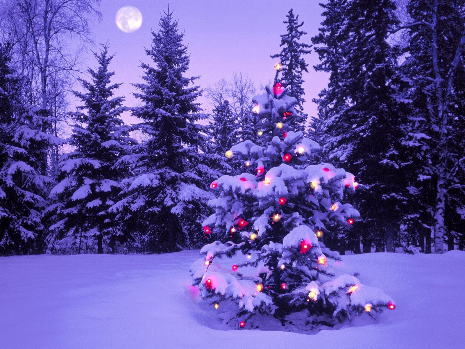 christmas, snow, new year, holidays, winter, sky, moon, lights, forest, evening, christmas tree, garland Full HD