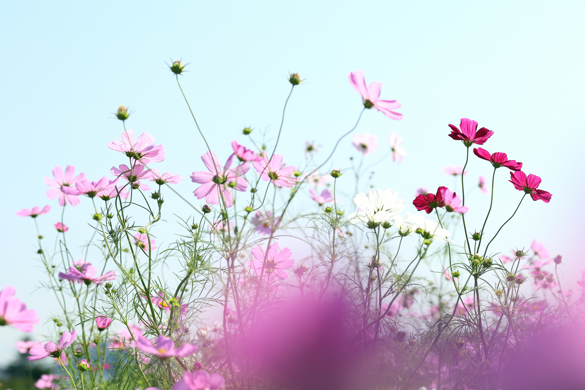 Descarga gratis la imagen Flores, Flor, De Cerca, Tierra/naturaleza en el escritorio de tu PC