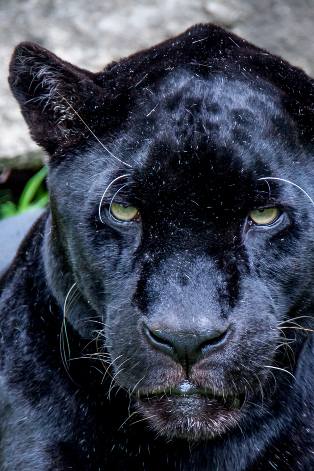 Скачати мобільні шпалери Ягуар, Тварина, Коти, Чорна Пантера безкоштовно.