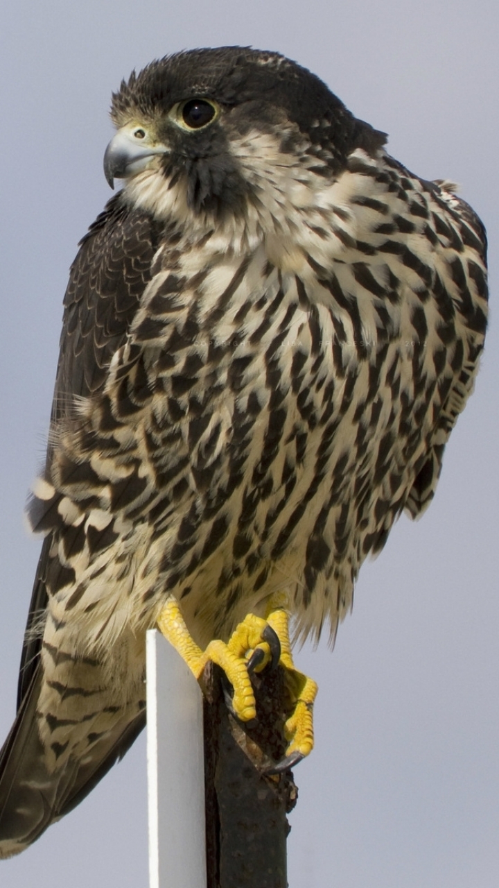 Descarga gratuita de fondo de pantalla para móvil de Animales, Halcón, Aves.