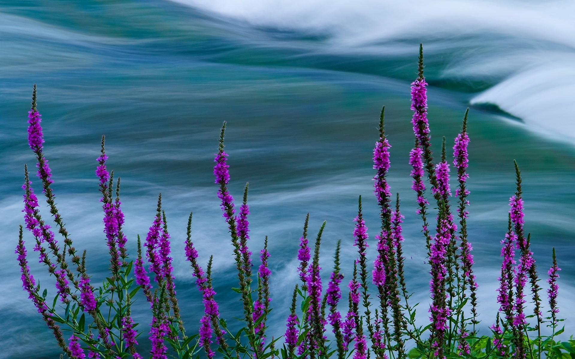 Free download wallpaper Flowers, Flower, Earth, Purple, Purple Flower on your PC desktop