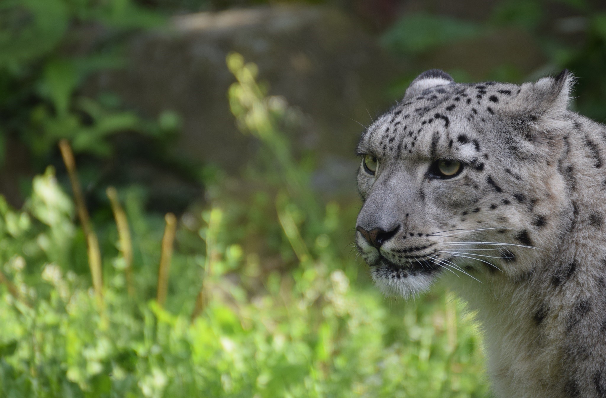 animal, snow leopard, head, cats