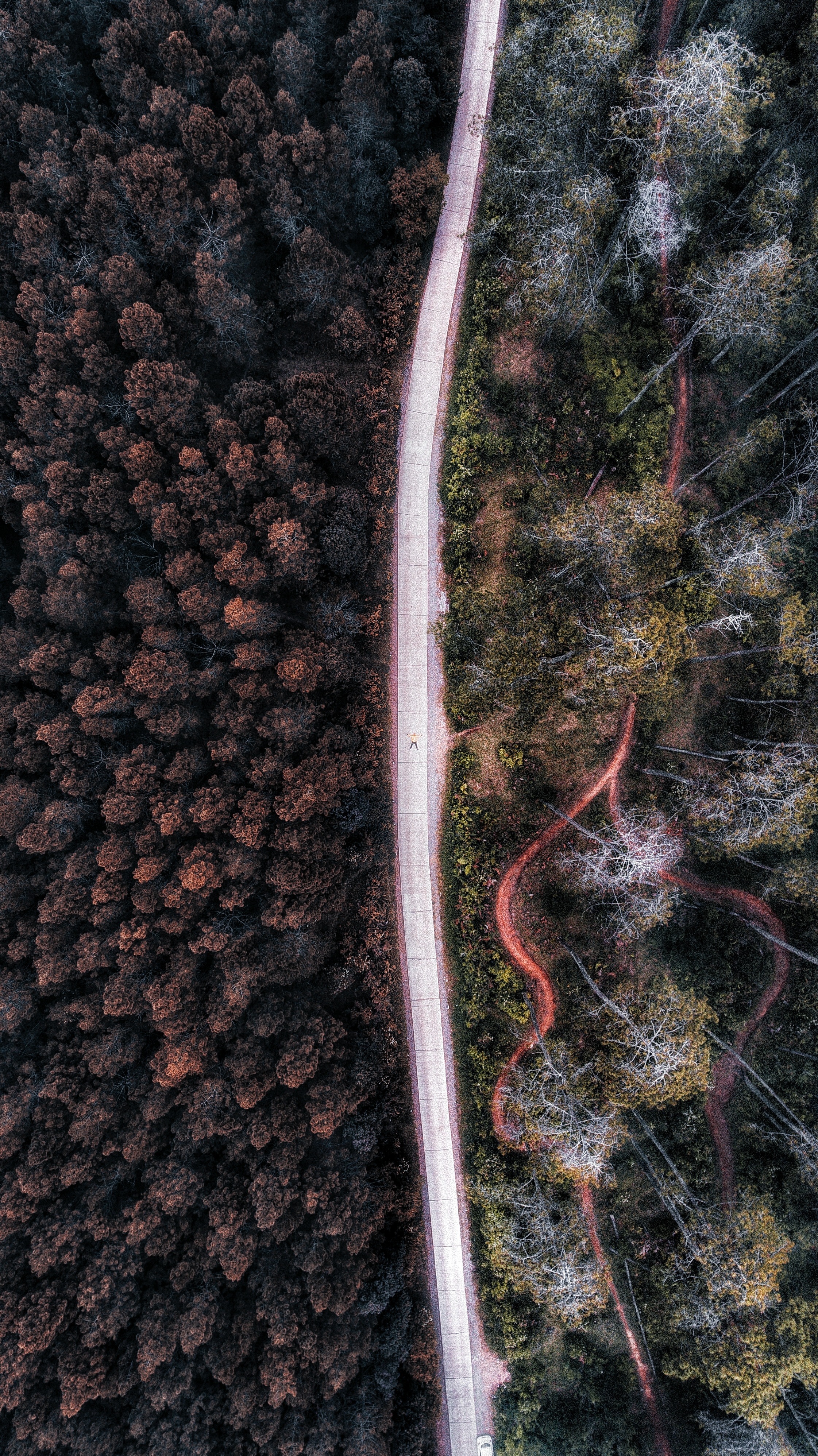 nature, trees, view from above, road, forest, indonesia