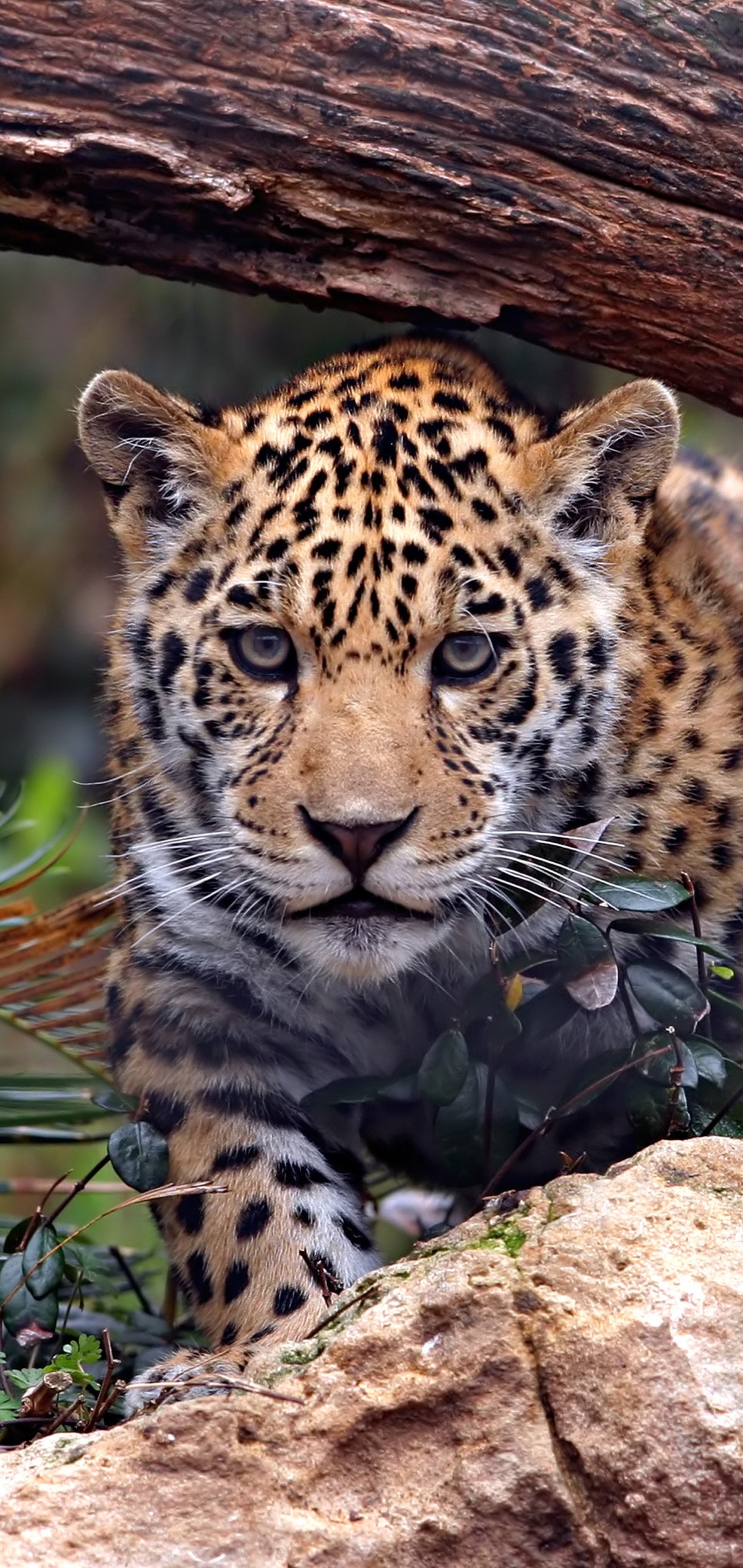Скачати мобільні шпалери Ягуар, Леопард, Тварина, Коти безкоштовно.