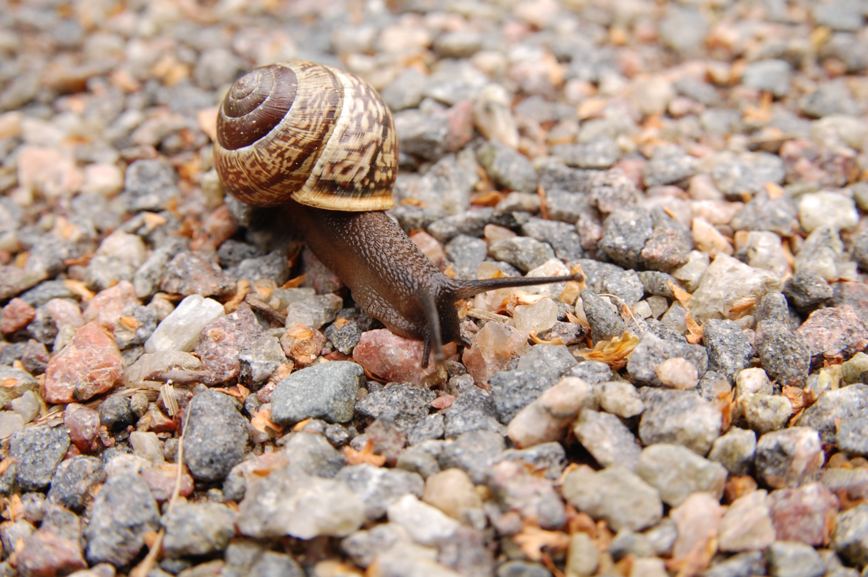 Download mobile wallpaper Stone, Animal, Snail for free.