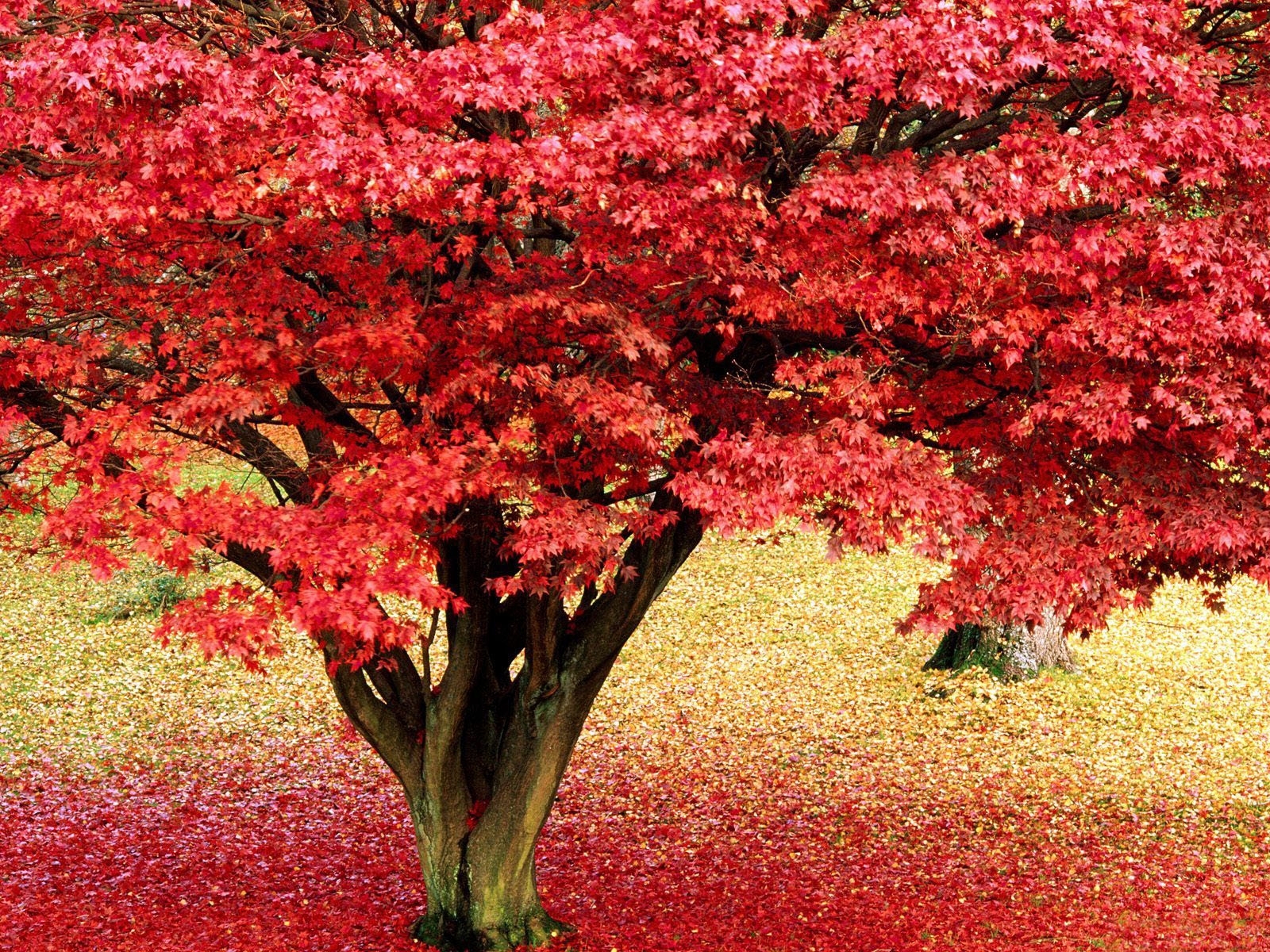 3736 baixar imagens outono, paisagem, árvores, folhas, vermelho - papéis de parede e protetores de tela gratuitamente