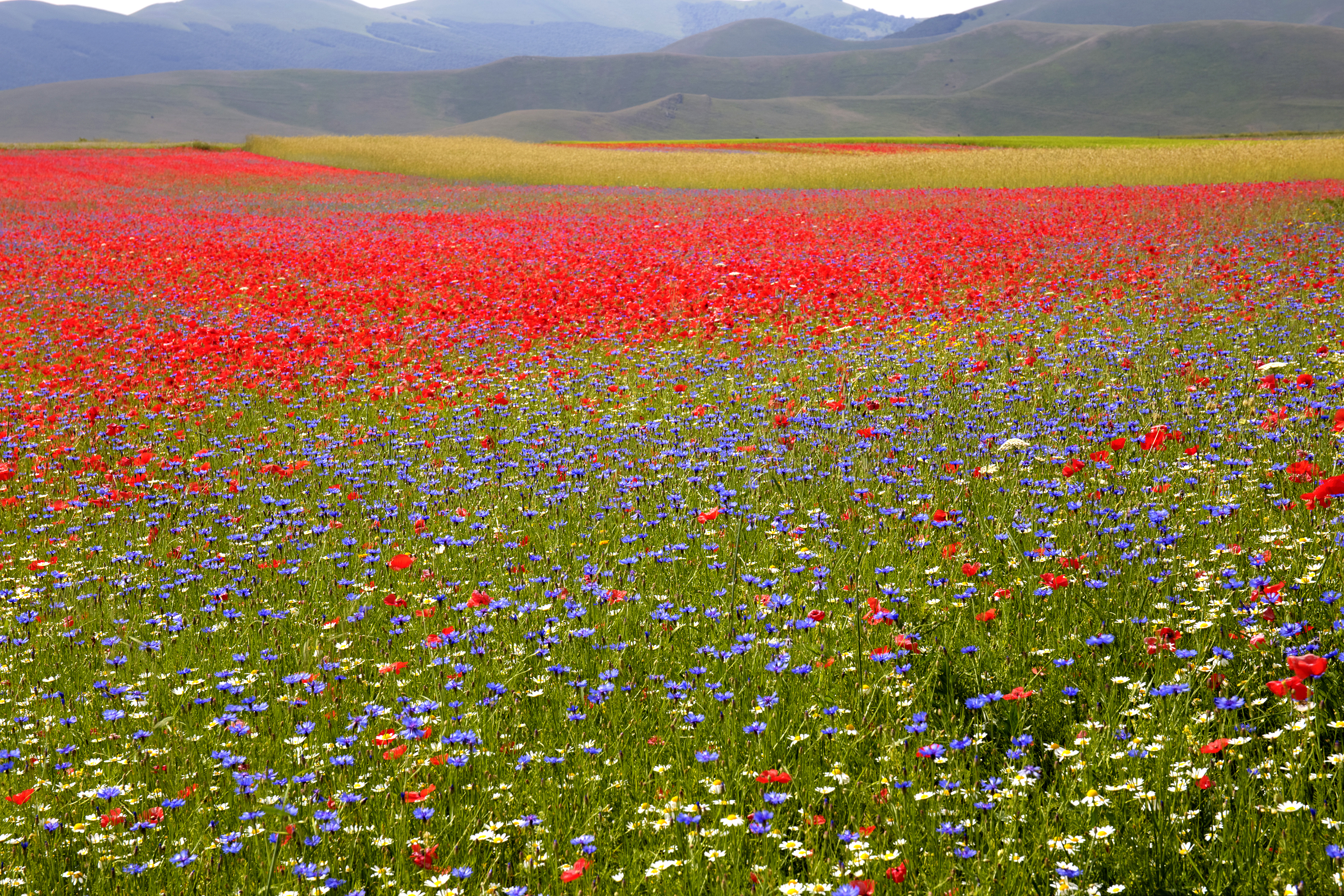 Download mobile wallpaper Landscape, Nature, Flower, Earth, Field, Meadow, Purple Flower, Red Flower for free.