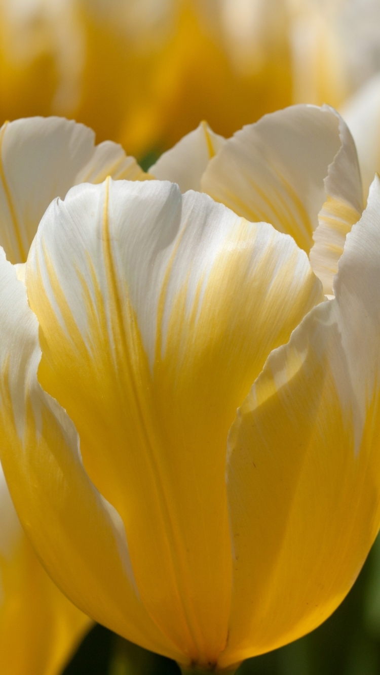 Download mobile wallpaper Flowers, Flower, Earth, Tulip for free.