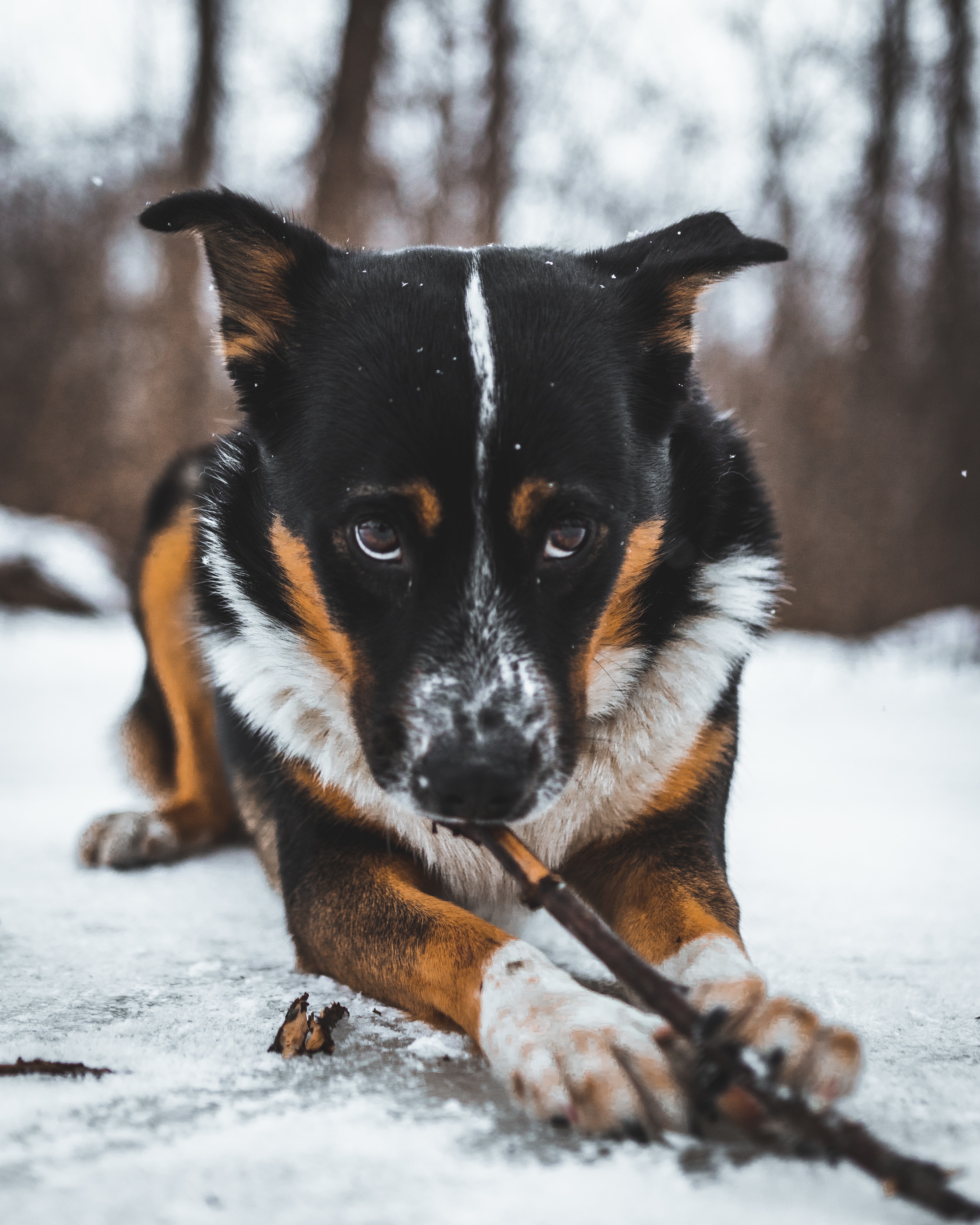Free download wallpaper Animals, Dog, Pet, Sight, Opinion, Snow on your PC desktop