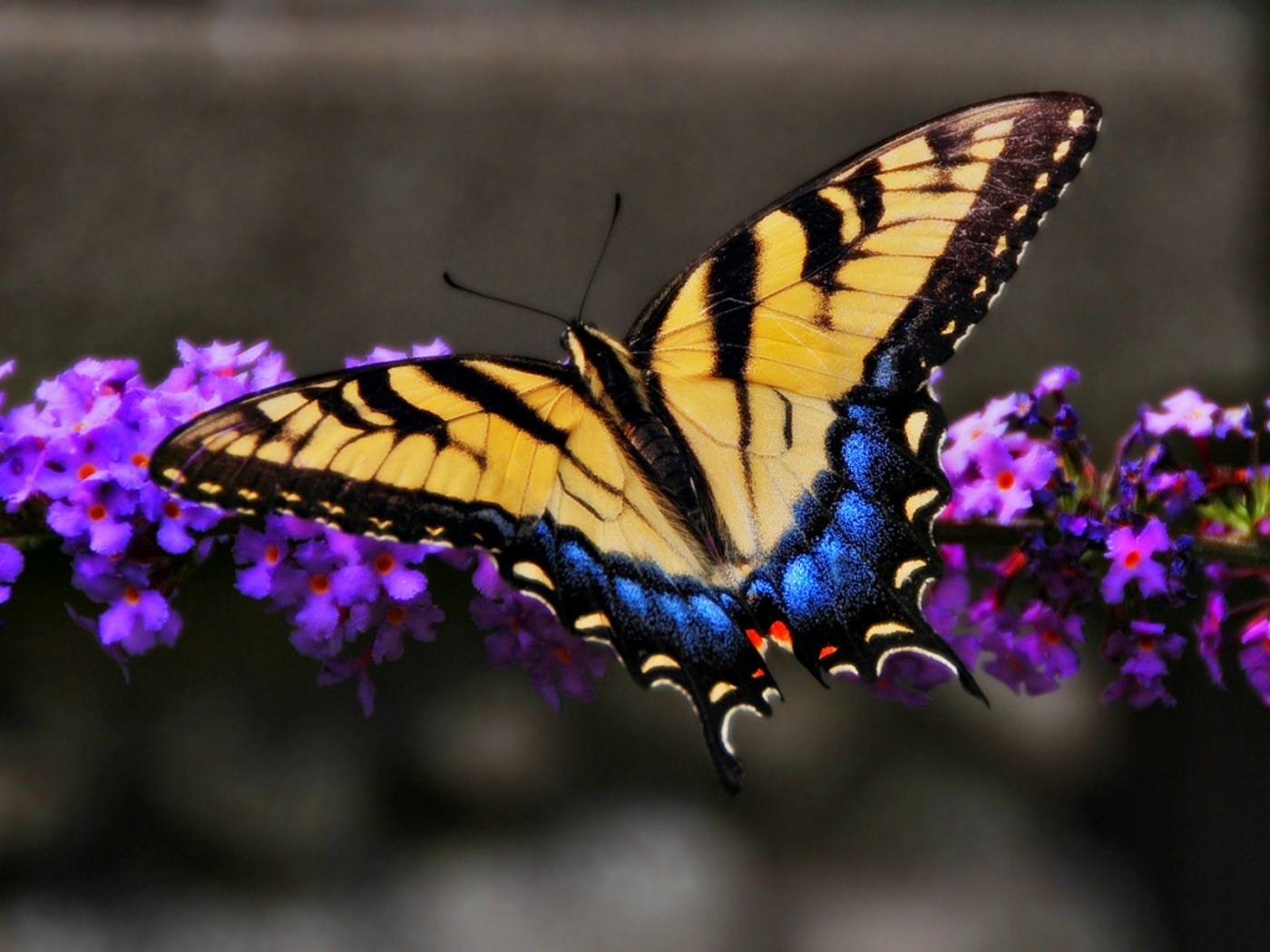 48502 descargar imagen mariposas, insectos: fondos de pantalla y protectores de pantalla gratis