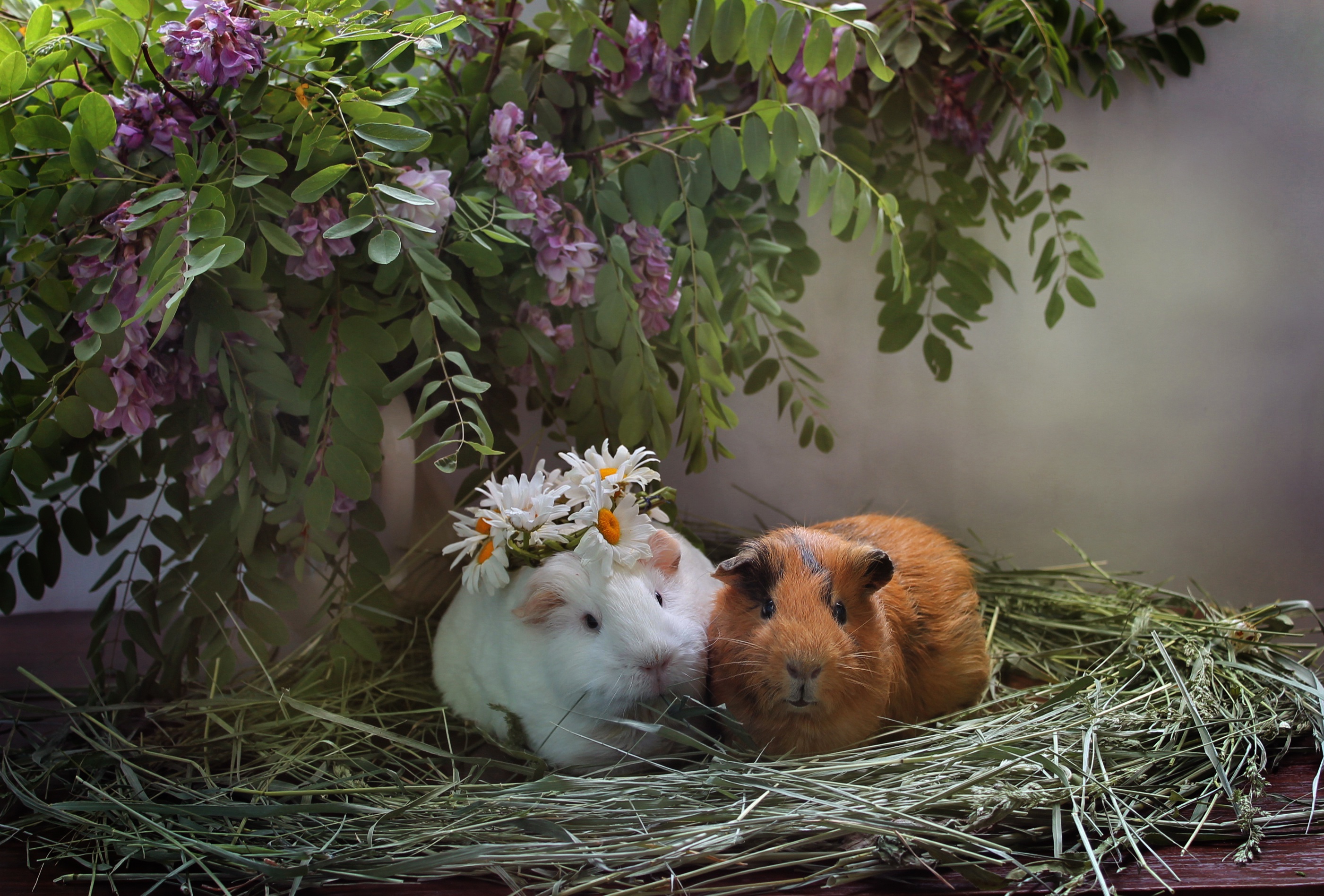 Free download wallpaper Flower, Couple, Animal, Guinea Pig, Rodent on your PC desktop