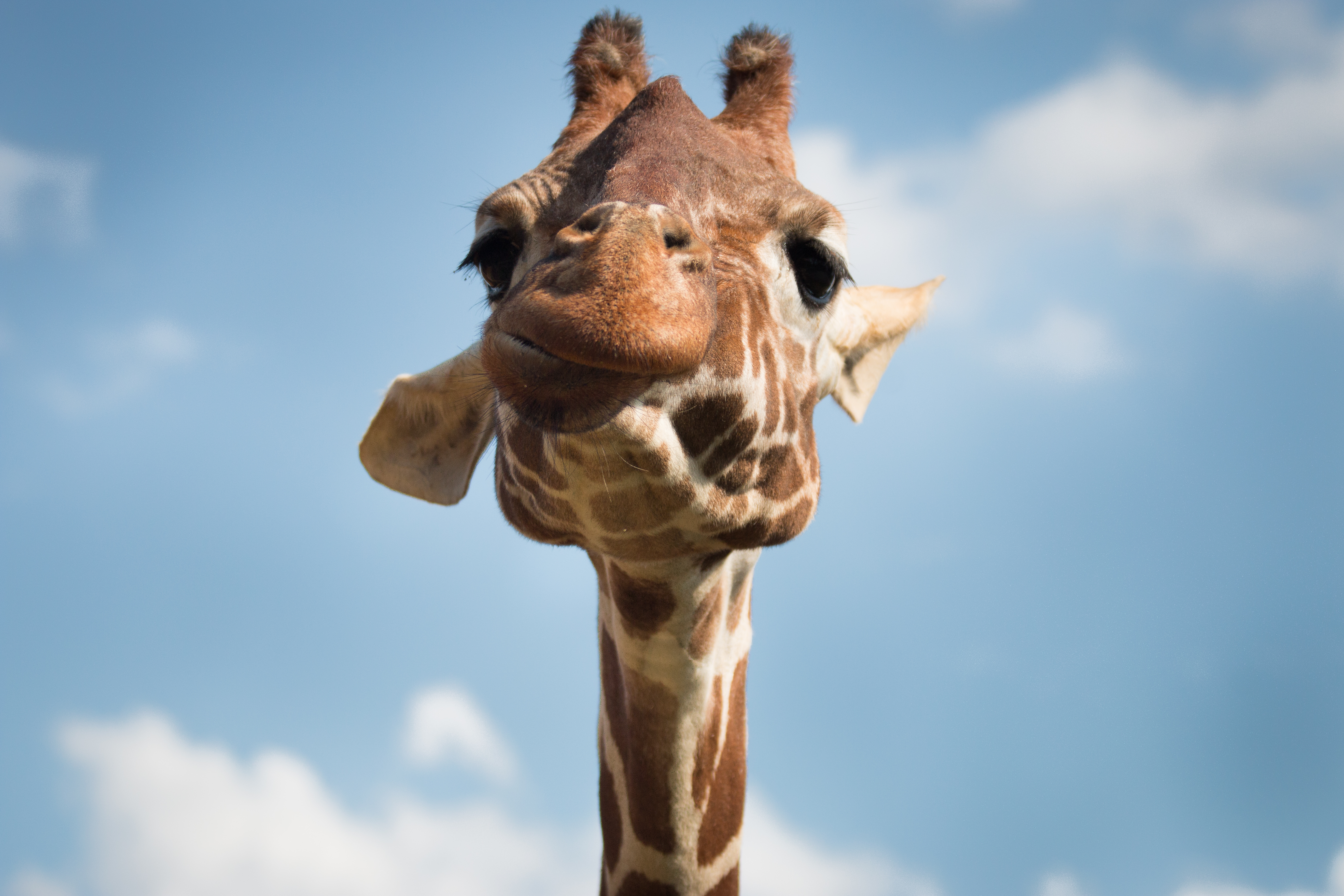51929 скачать обои смешной, жираф, прикольный, животные, морда, забавный - заставки и картинки бесплатно