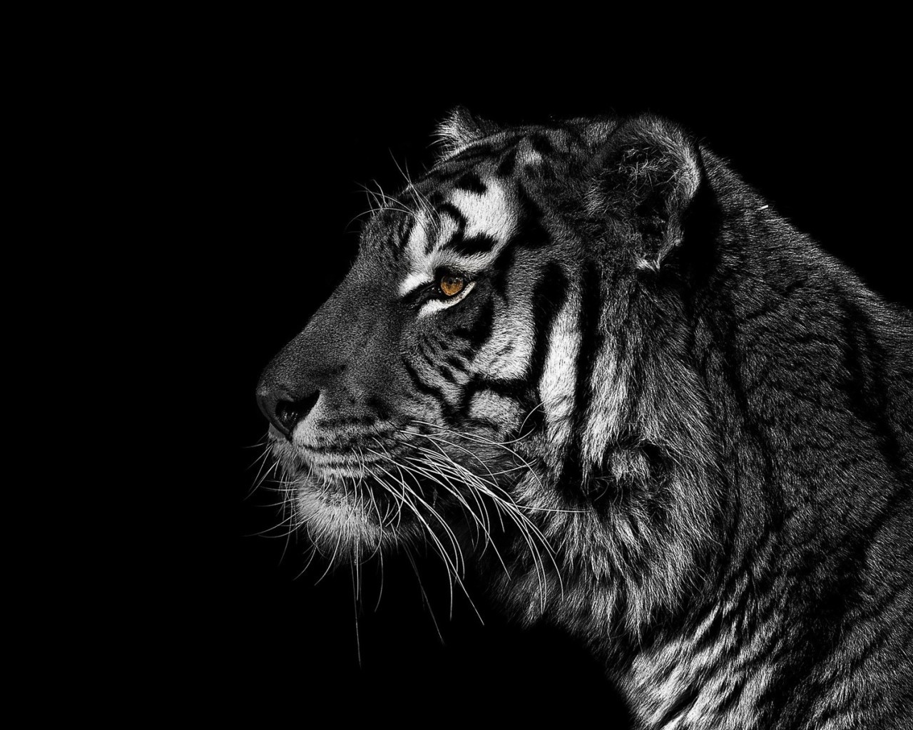 tigers, black, animals HD wallpaper
