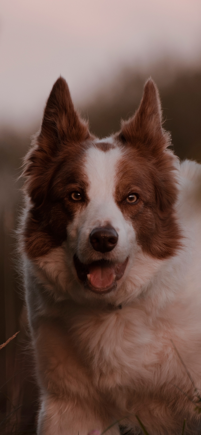 Baixar papel de parede para celular de Animais, Cães, Cão, Border Collie gratuito.