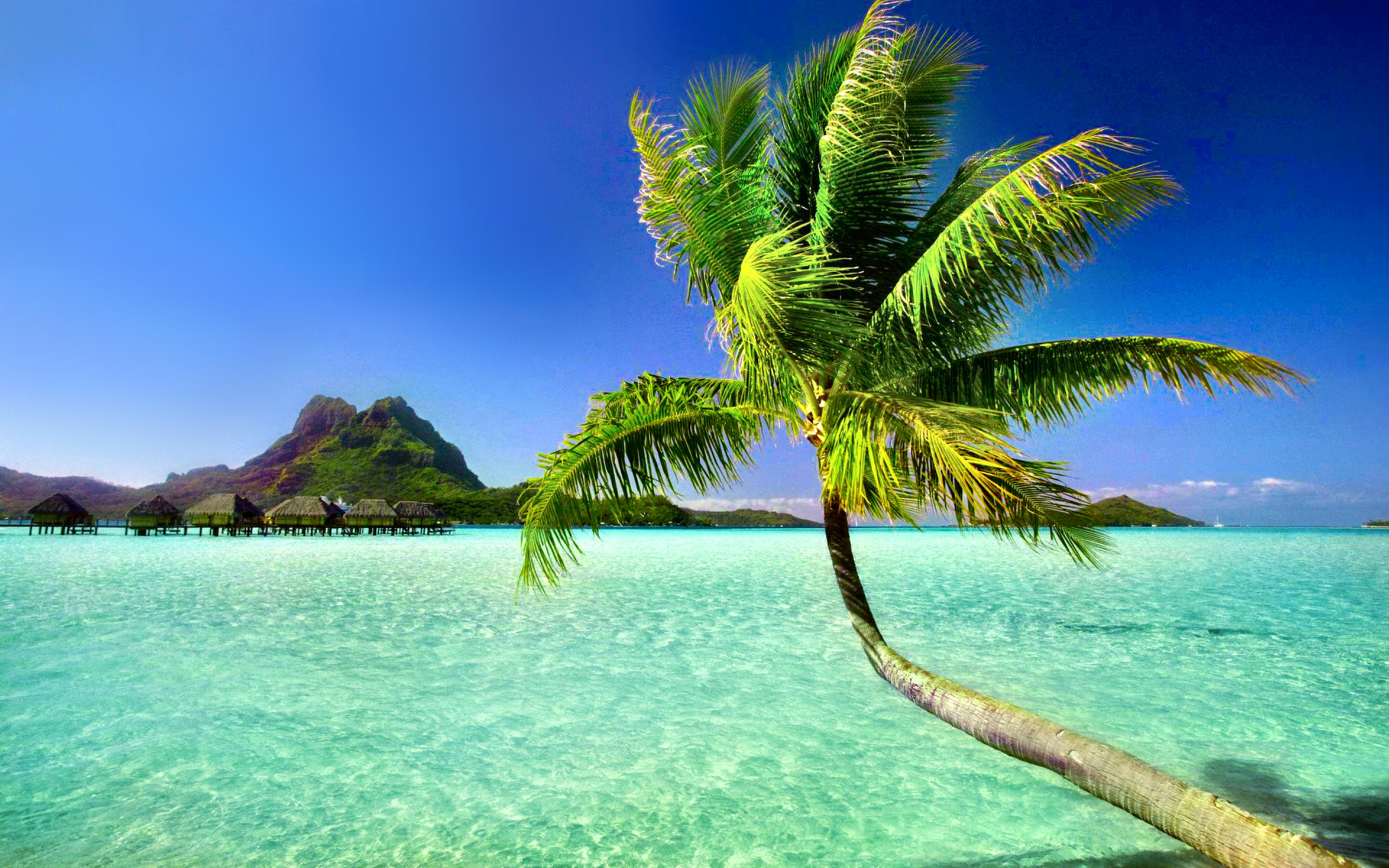 556821 завантажити шпалери море, літо, фотографія, тропічний, горизонт, тихоокеанський, пальма - заставки і картинки безкоштовно