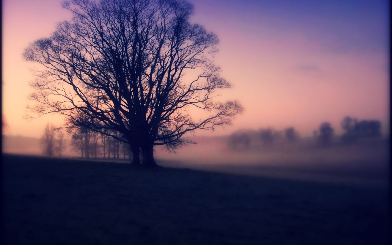 Laden Sie das Nebel, Erde/natur-Bild kostenlos auf Ihren PC-Desktop herunter