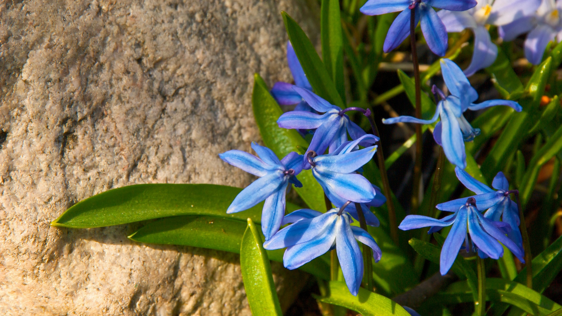 Descarga gratuita de fondo de pantalla para móvil de Flores, Flor, Tierra/naturaleza.