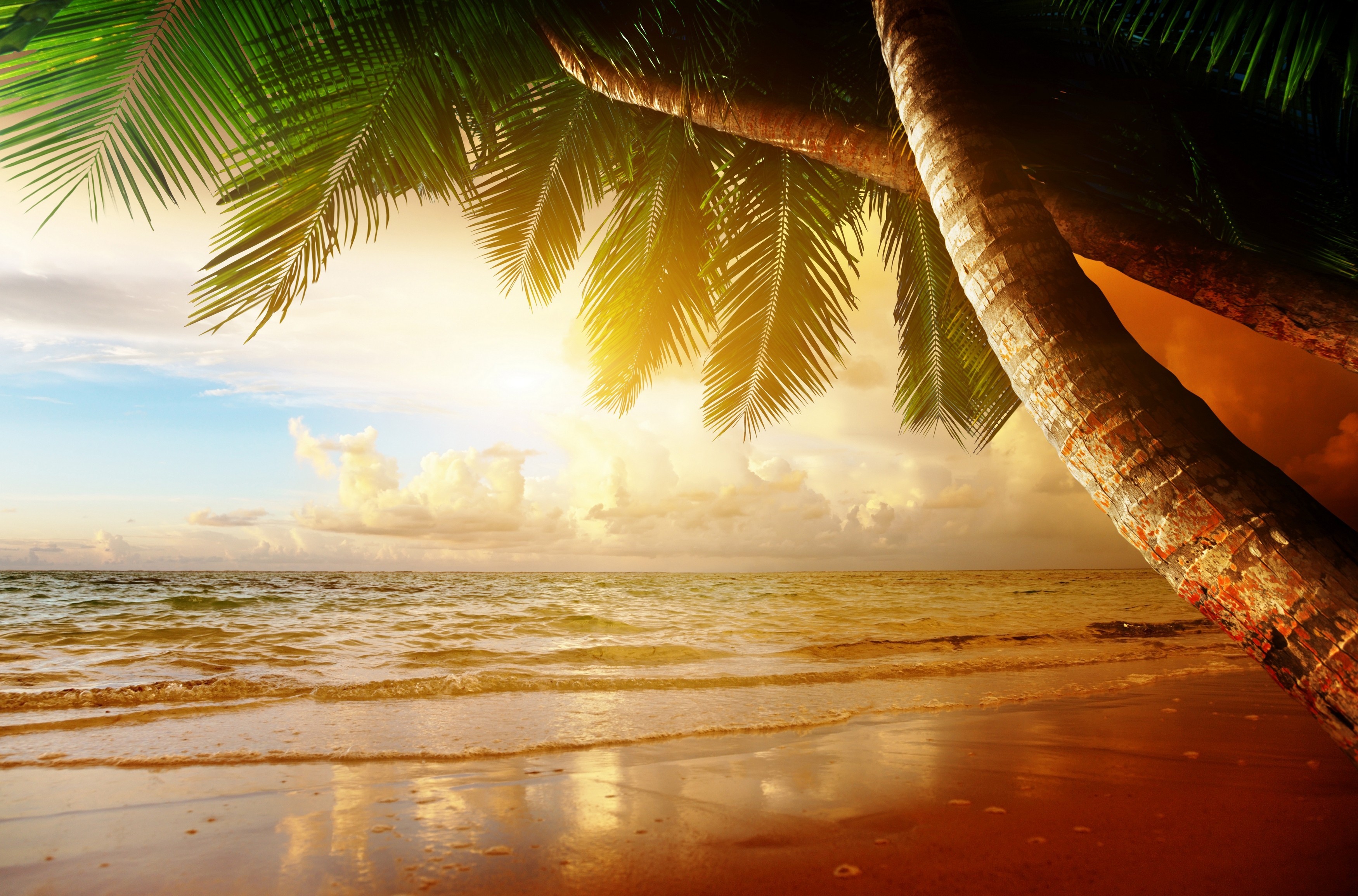 Free download wallpaper Sunset, Sky, Sea, Earth, Cloud, Palm Tree on your PC desktop