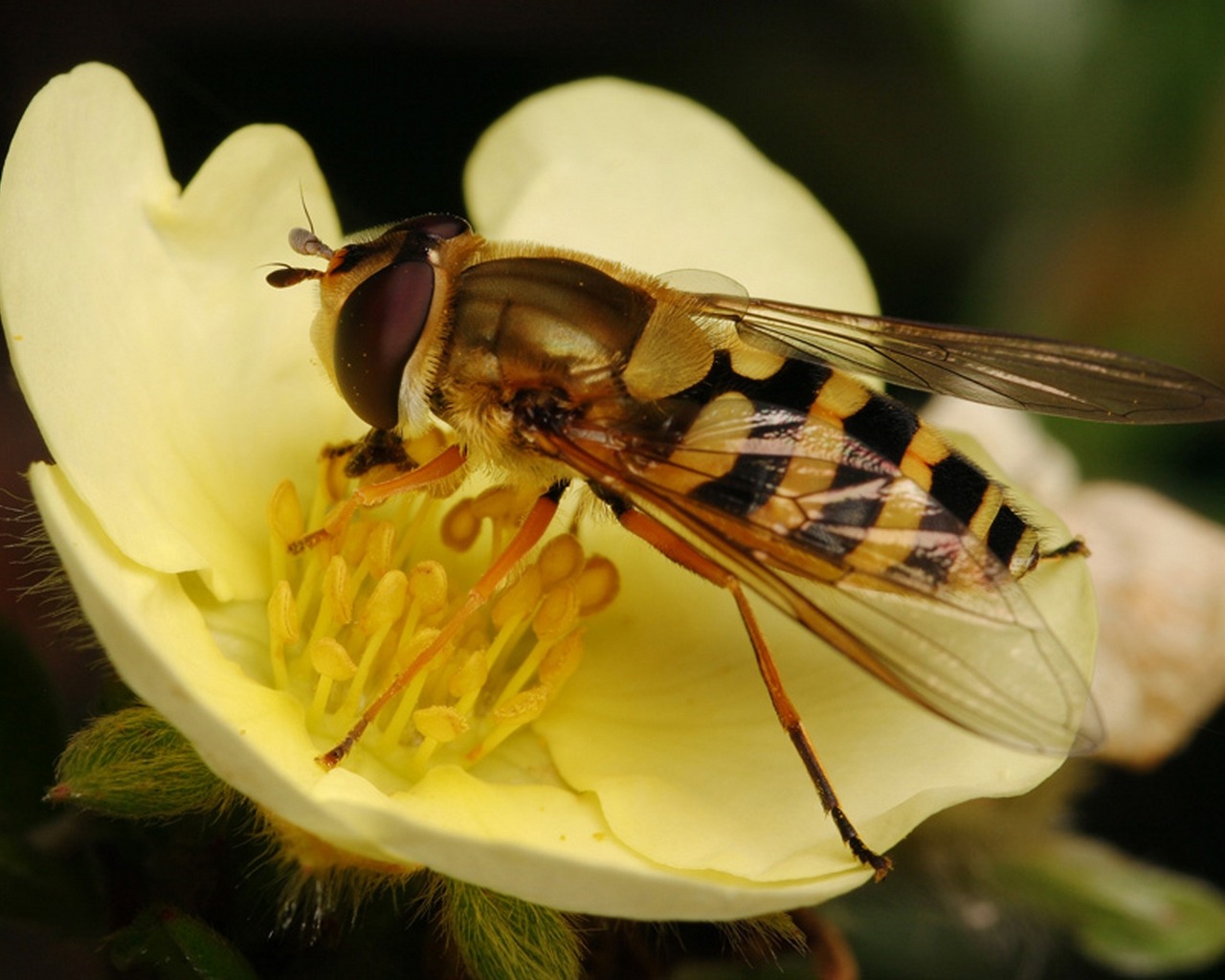 animal, hoverfly, insect
