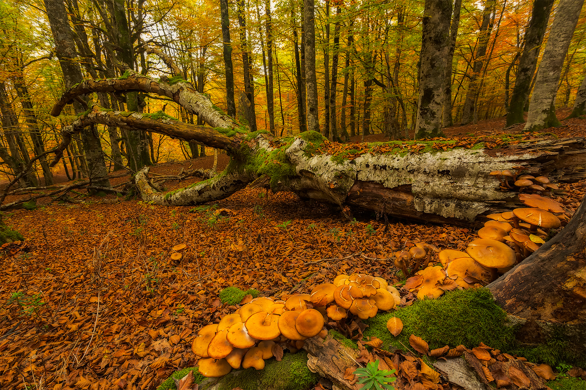 Скачать обои бесплатно Осень, Лес, Дерево, Гриб, Земля/природа картинка на рабочий стол ПК