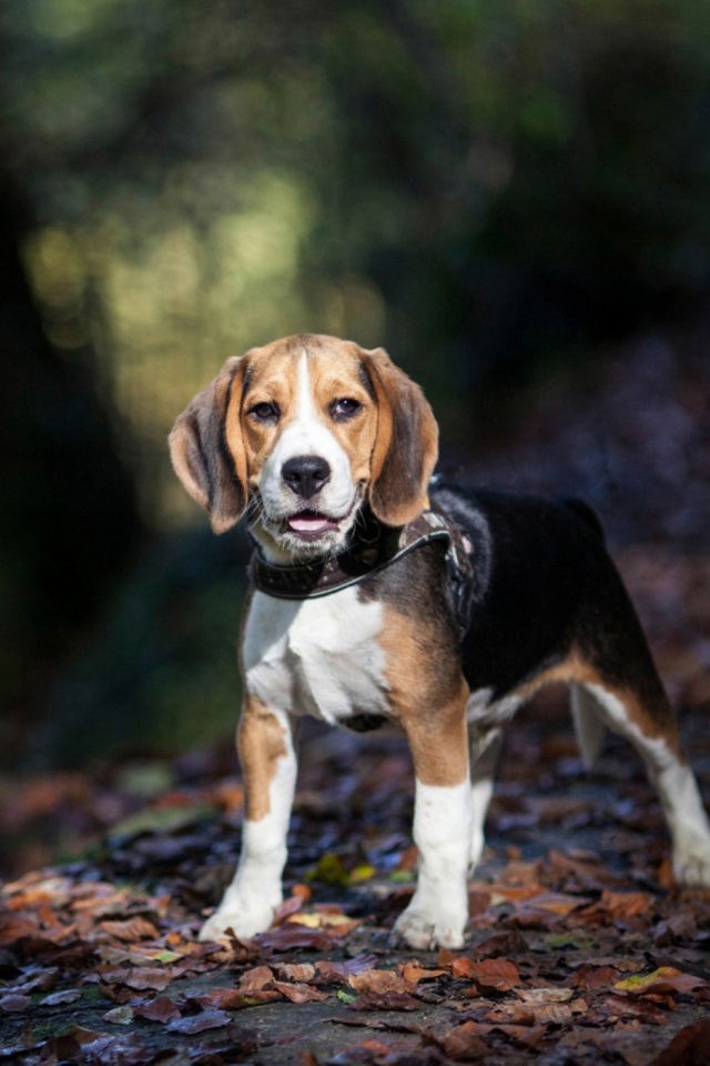 Handy-Wallpaper Tiere, Hunde, Hund, Beagle kostenlos herunterladen.