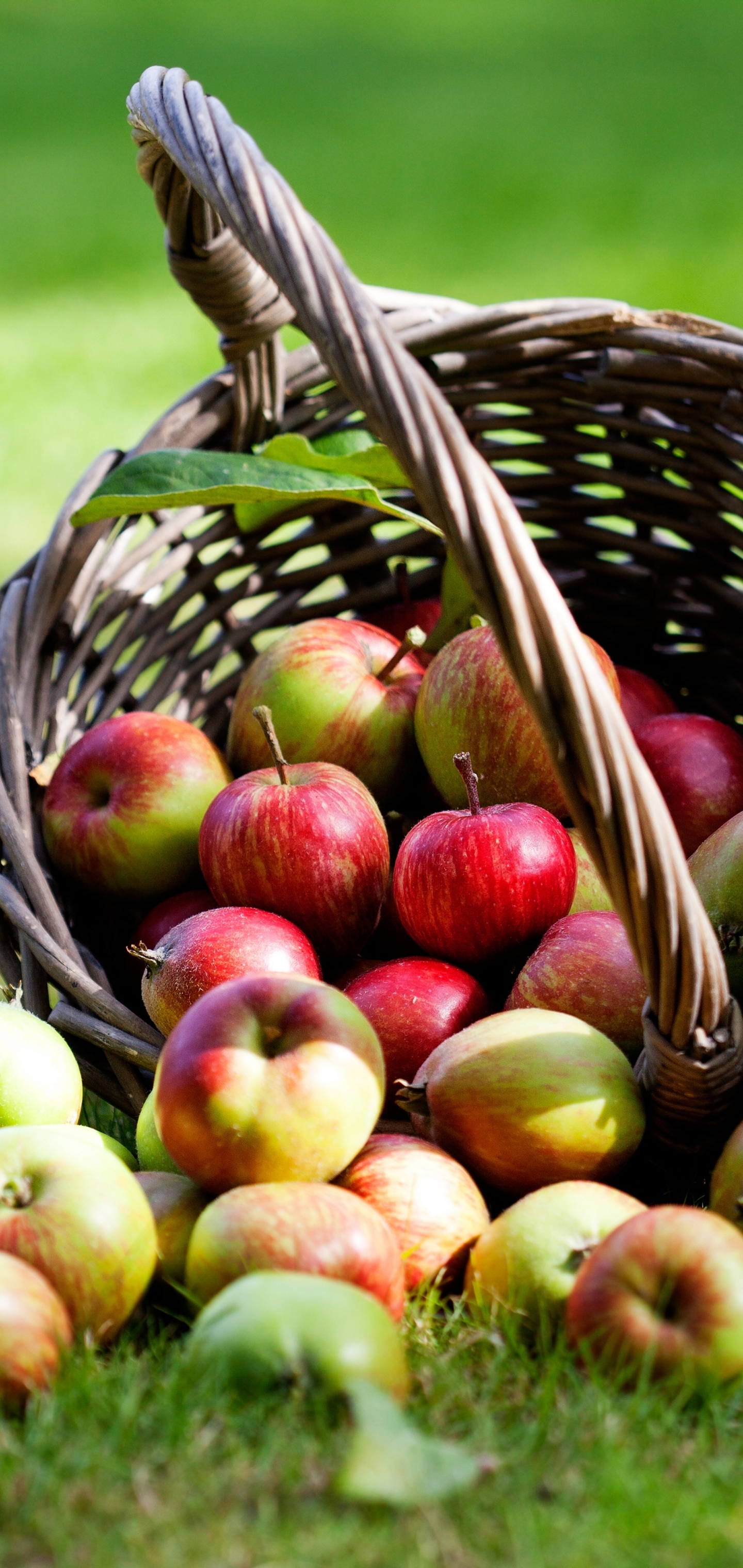 Laden Sie das Obst, Frucht, Korb, Apfel, Nahrungsmittel, Früchte-Bild kostenlos auf Ihren PC-Desktop herunter