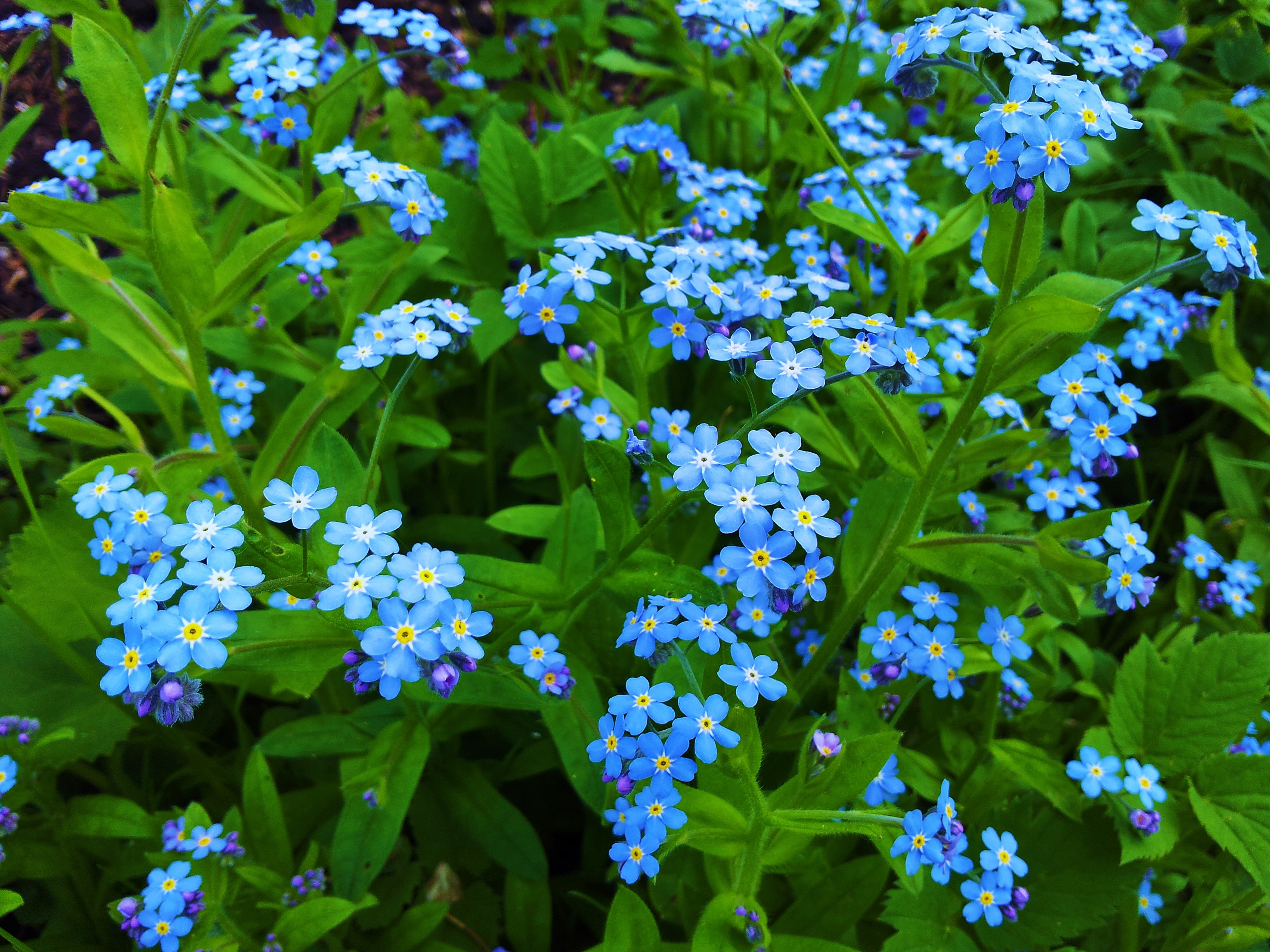 381914壁紙のダウンロード地球, わすれな草, 青い花, 花, 葉, フラワーズ-スクリーンセーバーと写真を無料で