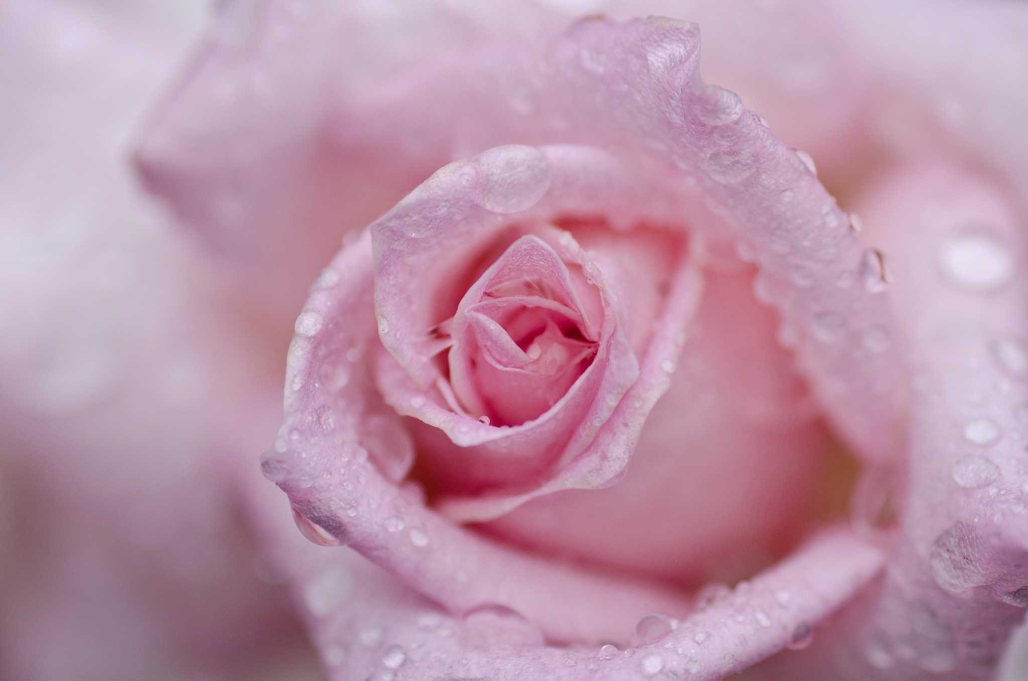 Download mobile wallpaper Flowers, Flower, Macro, Rose, Earth, Water Drop, Pink Flower for free.