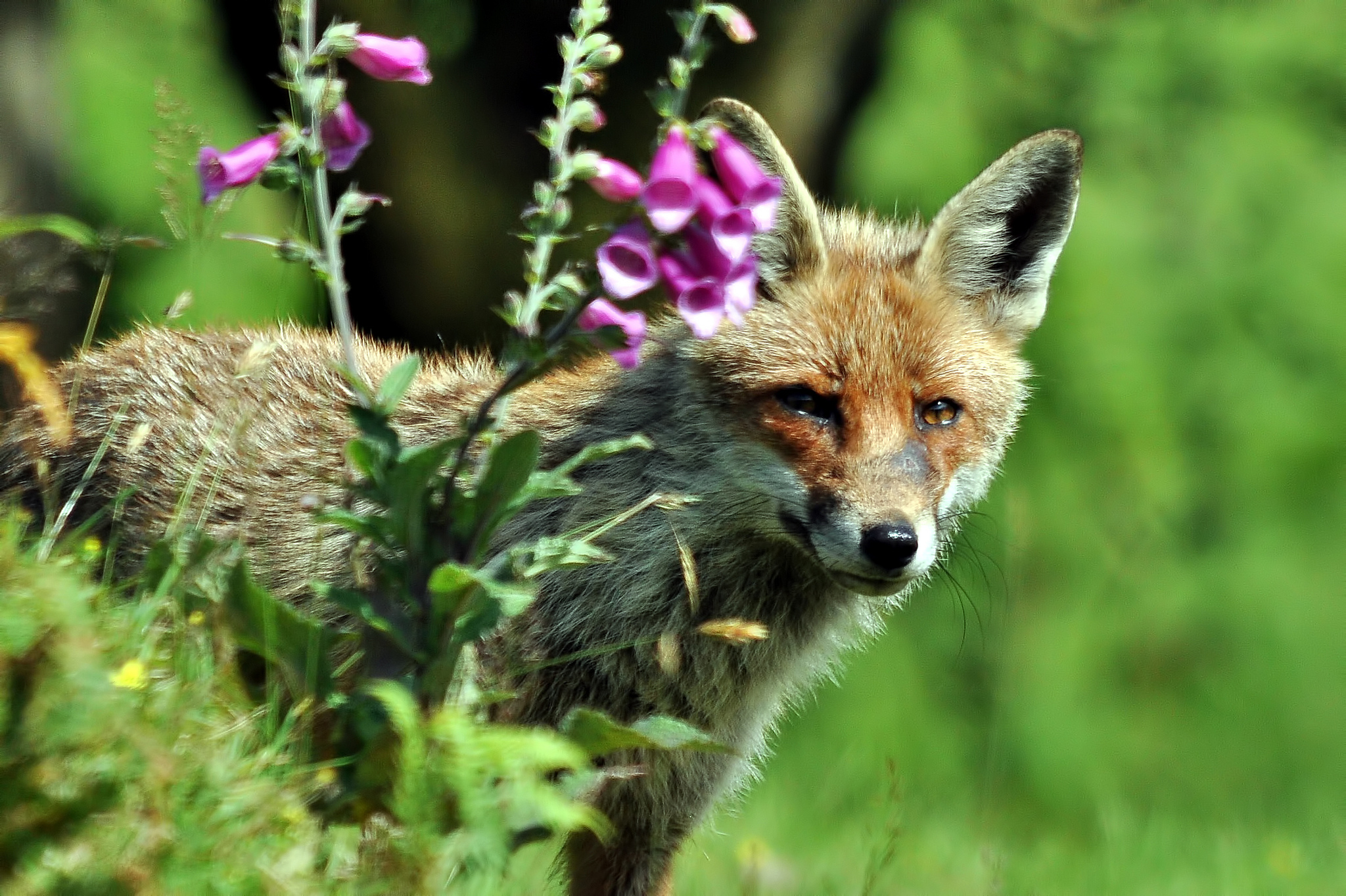 Free download wallpaper Fox, Animal on your PC desktop