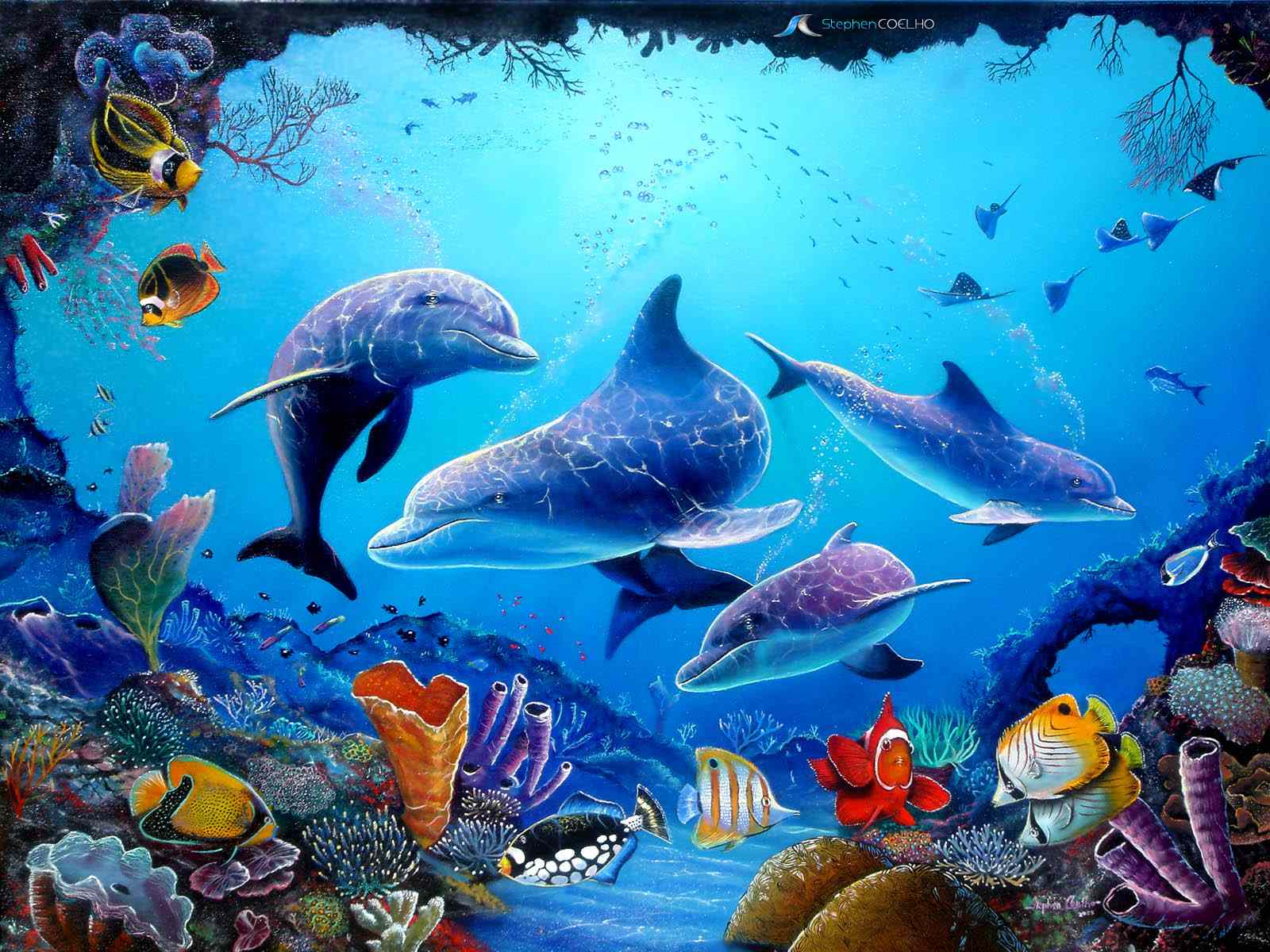 181527 descargar fondo de pantalla delfin, animales, delfín nariz de botella: protectores de pantalla e imágenes gratis