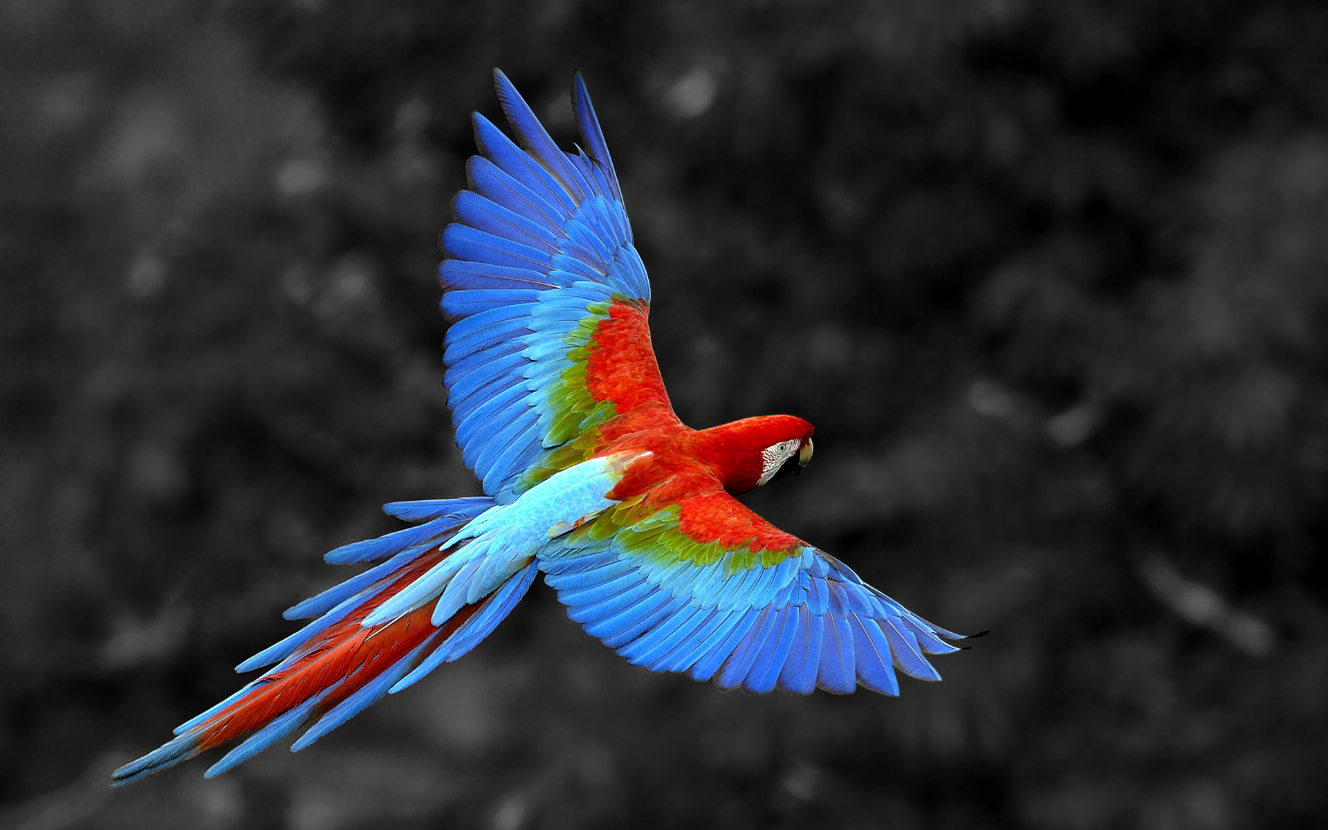 305360 Hintergrundbild herunterladen tiere, grünflügelara, vögel - Bildschirmschoner und Bilder kostenlos