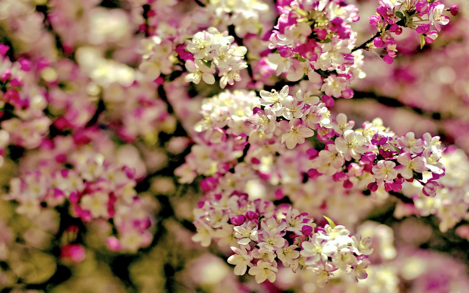 Free download wallpaper Flowers, Earth, Blossom on your PC desktop