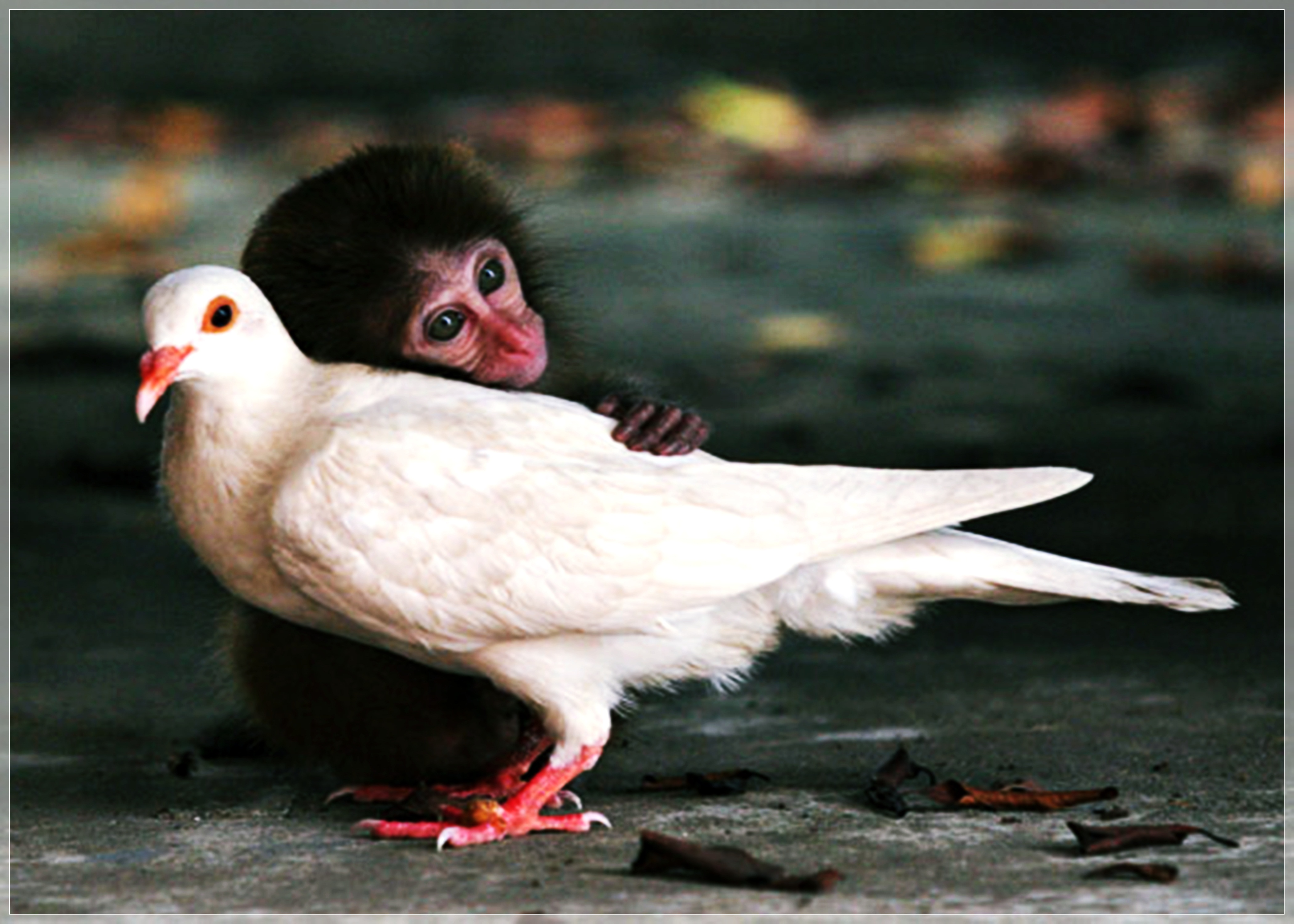201588 télécharger l'image singe, animaux, mignon, oiseau, pigeon - fonds d'écran et économiseurs d'écran gratuits