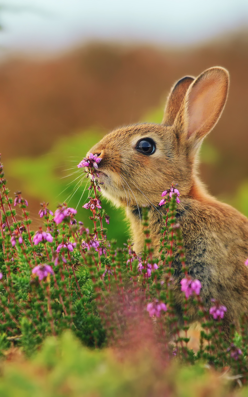 Download mobile wallpaper Animal, Rabbit, Cute for free.