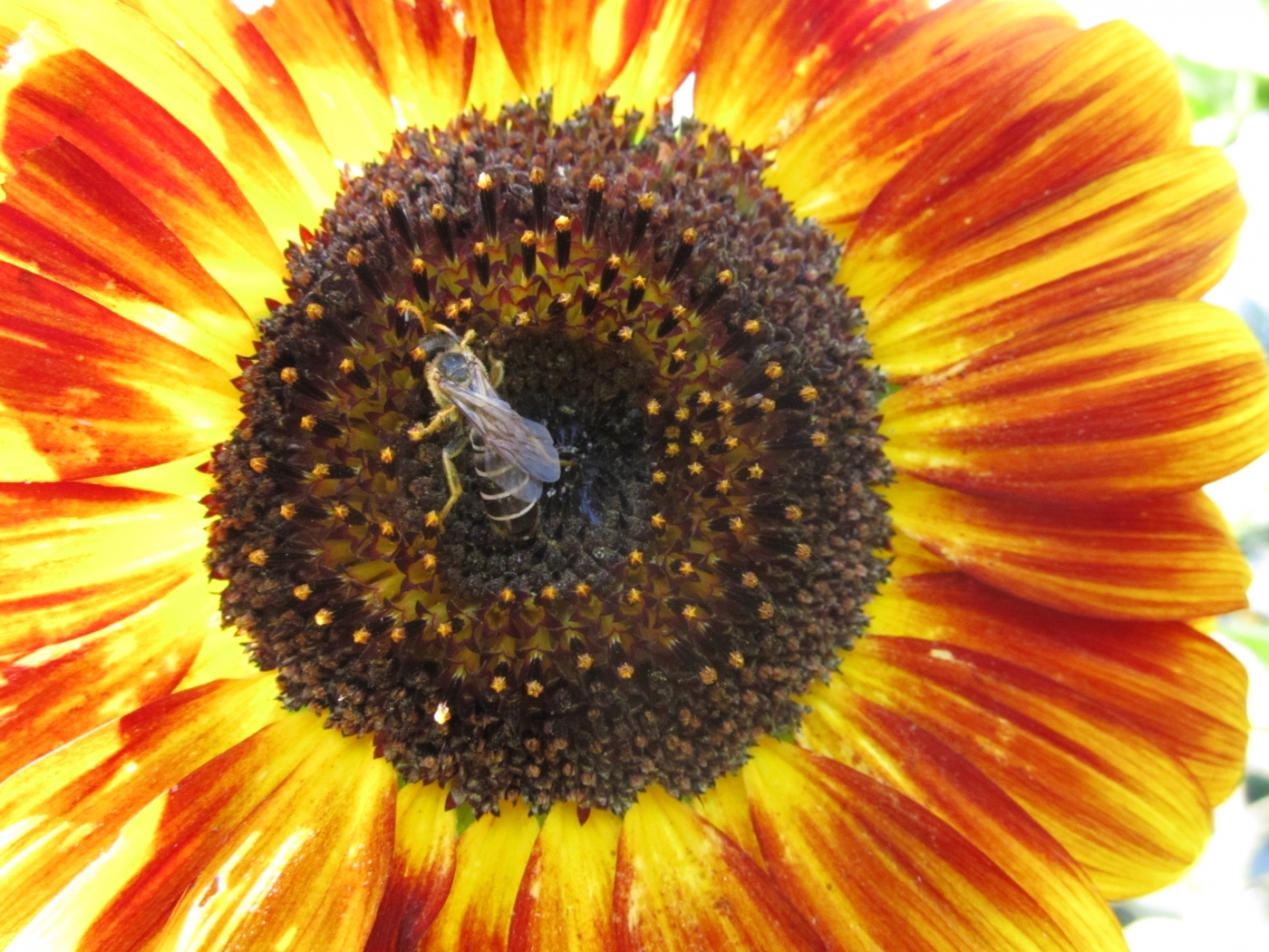 26647 baixar papel de parede plantas, flores, insetos, abelhas - protetores de tela e imagens gratuitamente