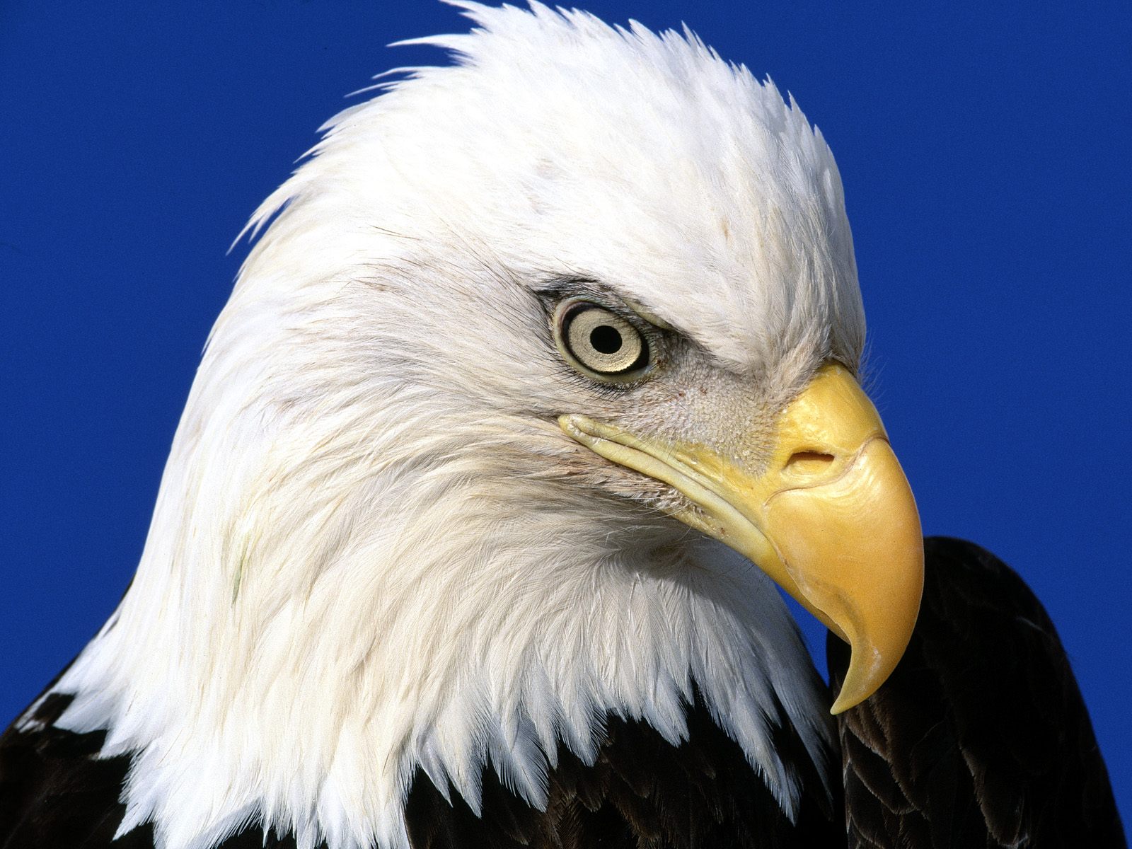 163223 descargar fondo de pantalla animales, águila calva, aves: protectores de pantalla e imágenes gratis