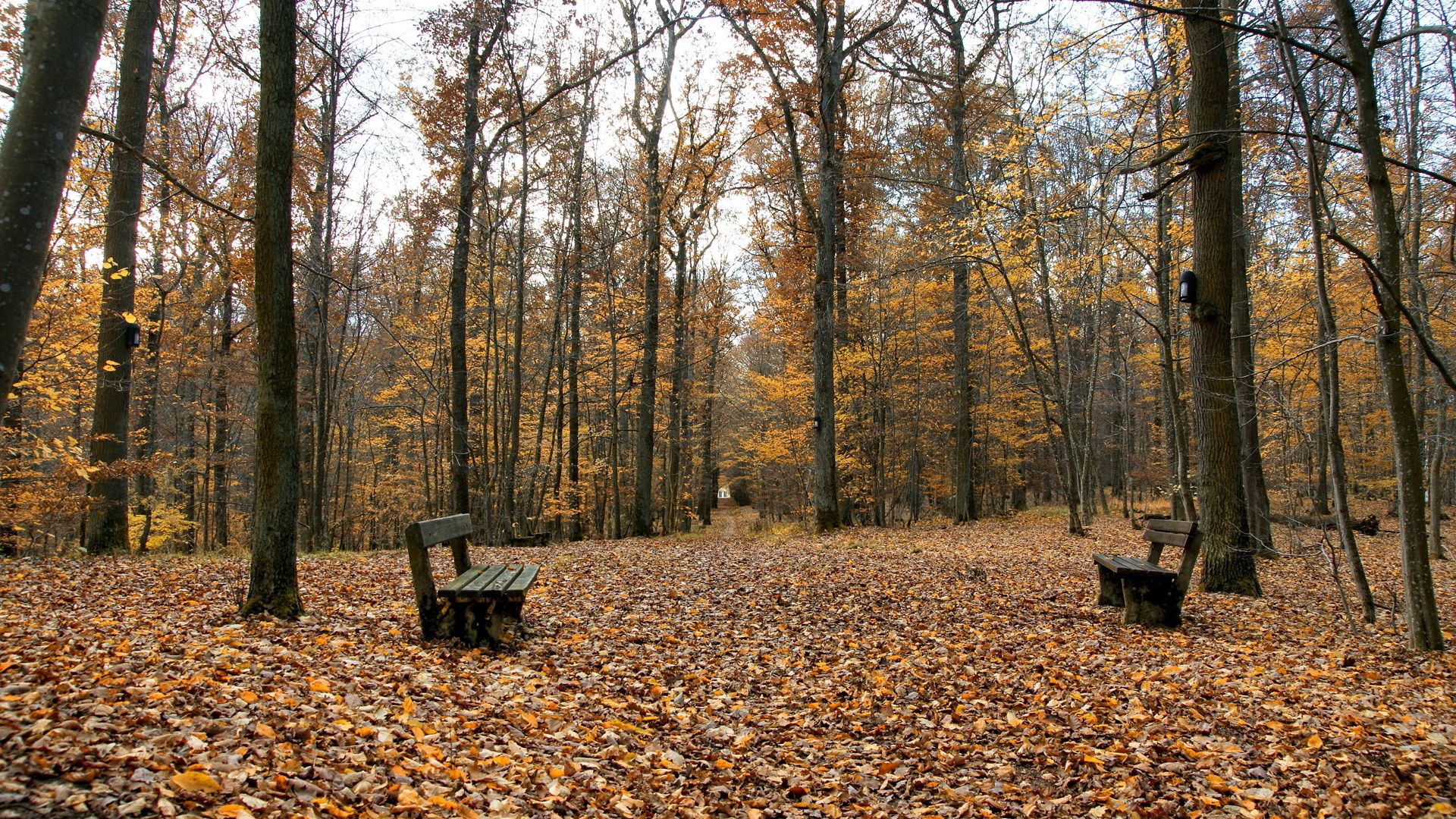 leaves, autumn, nature, park, benches, emptiness, void, on the contrary