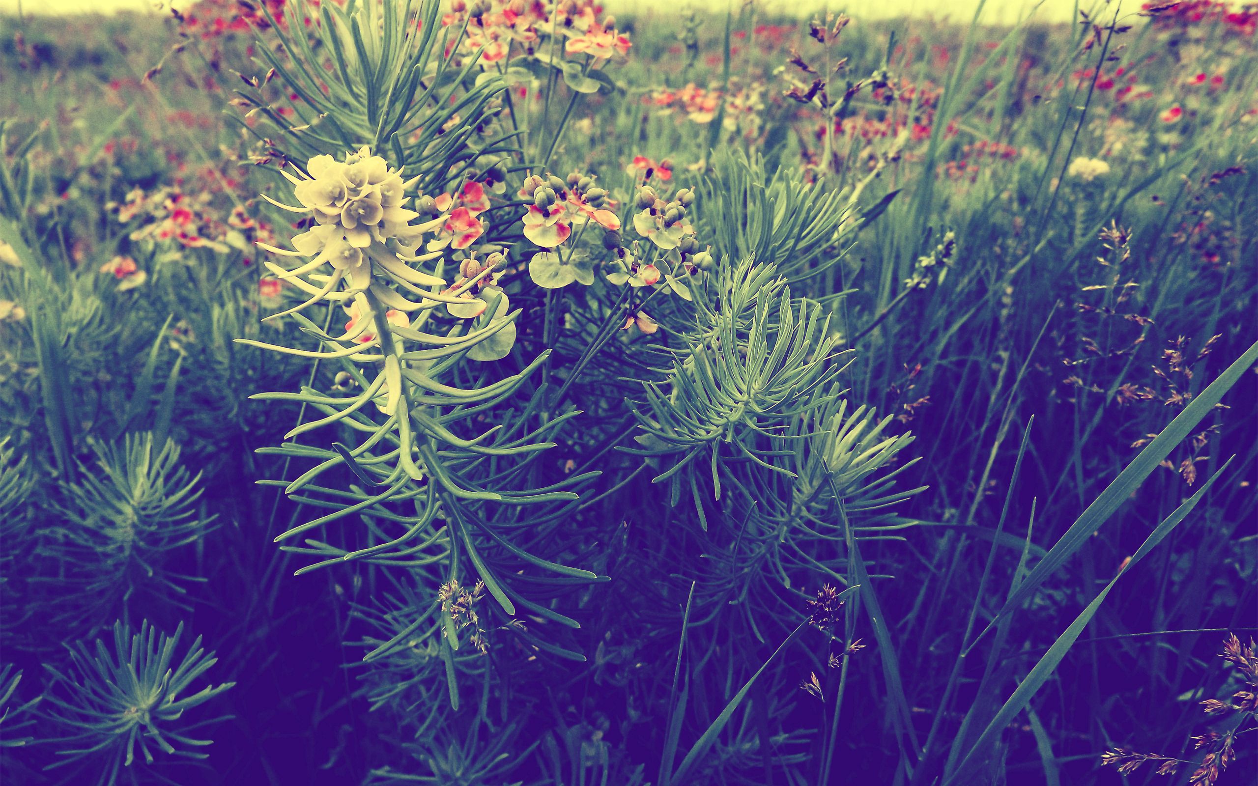 Скачать картинку Трава, Макро, Цветы, Растения в телефон бесплатно.