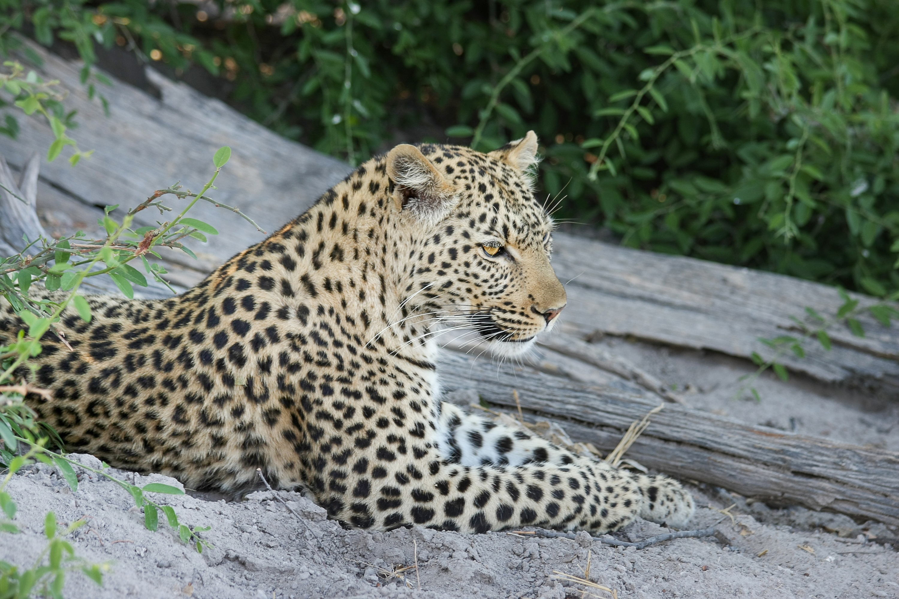 Baixar papel de parede para celular de Leopardo, Gatos, Animais gratuito.