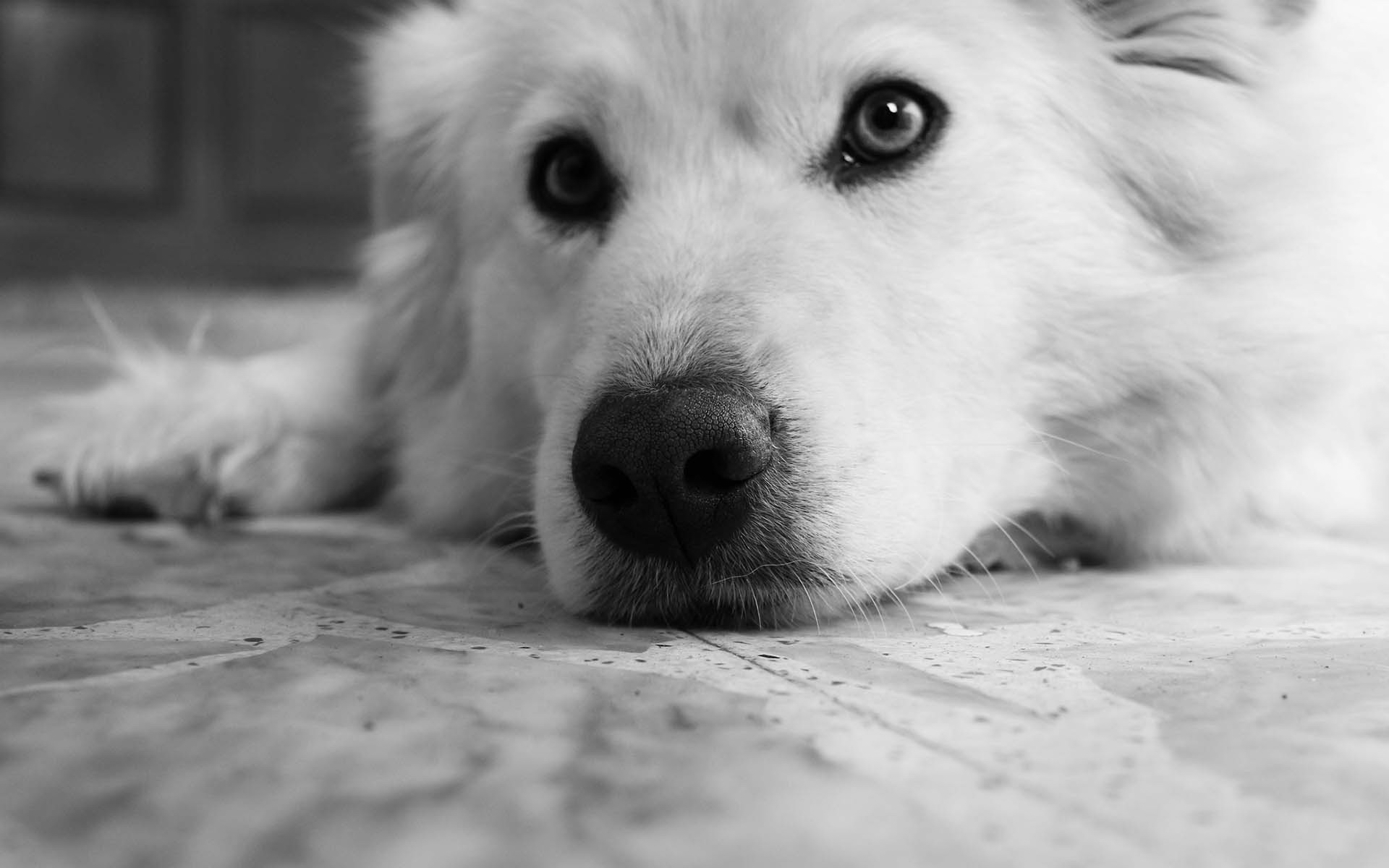 Téléchargez gratuitement l'image Chiens, Chien, Animaux sur le bureau de votre PC