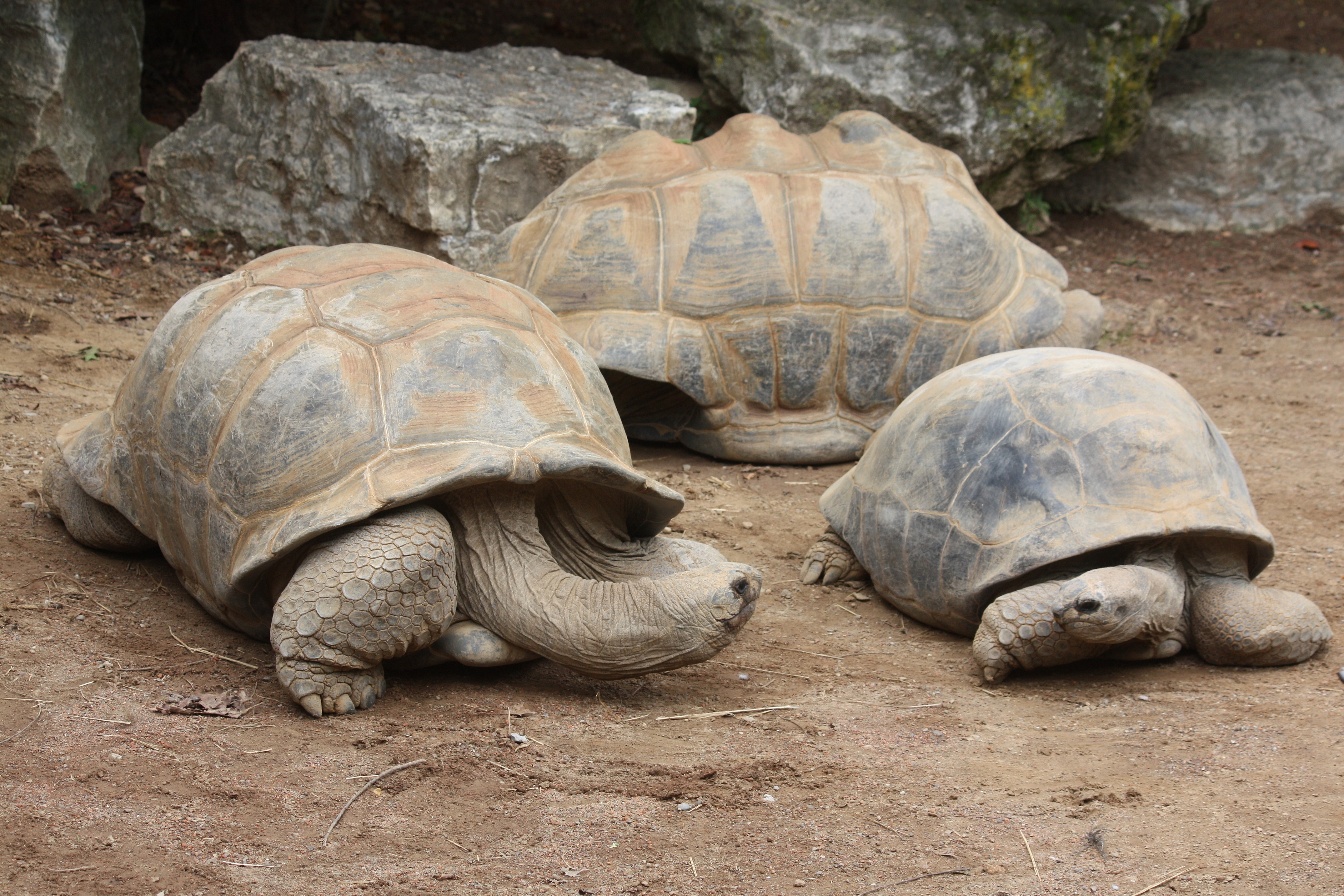 Laden Sie Aldabra Riesenschildkröte HD-Desktop-Hintergründe herunter