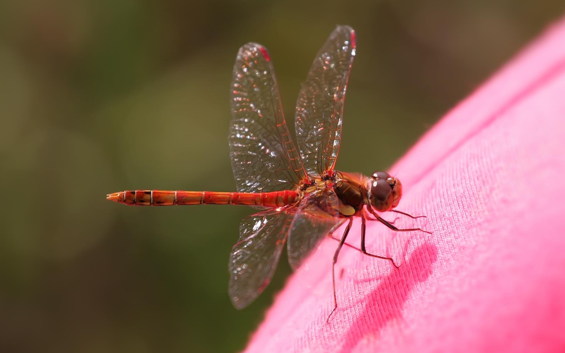 Free download wallpaper Insects, Close Up, Insect, Animal, Dragonfly on your PC desktop
