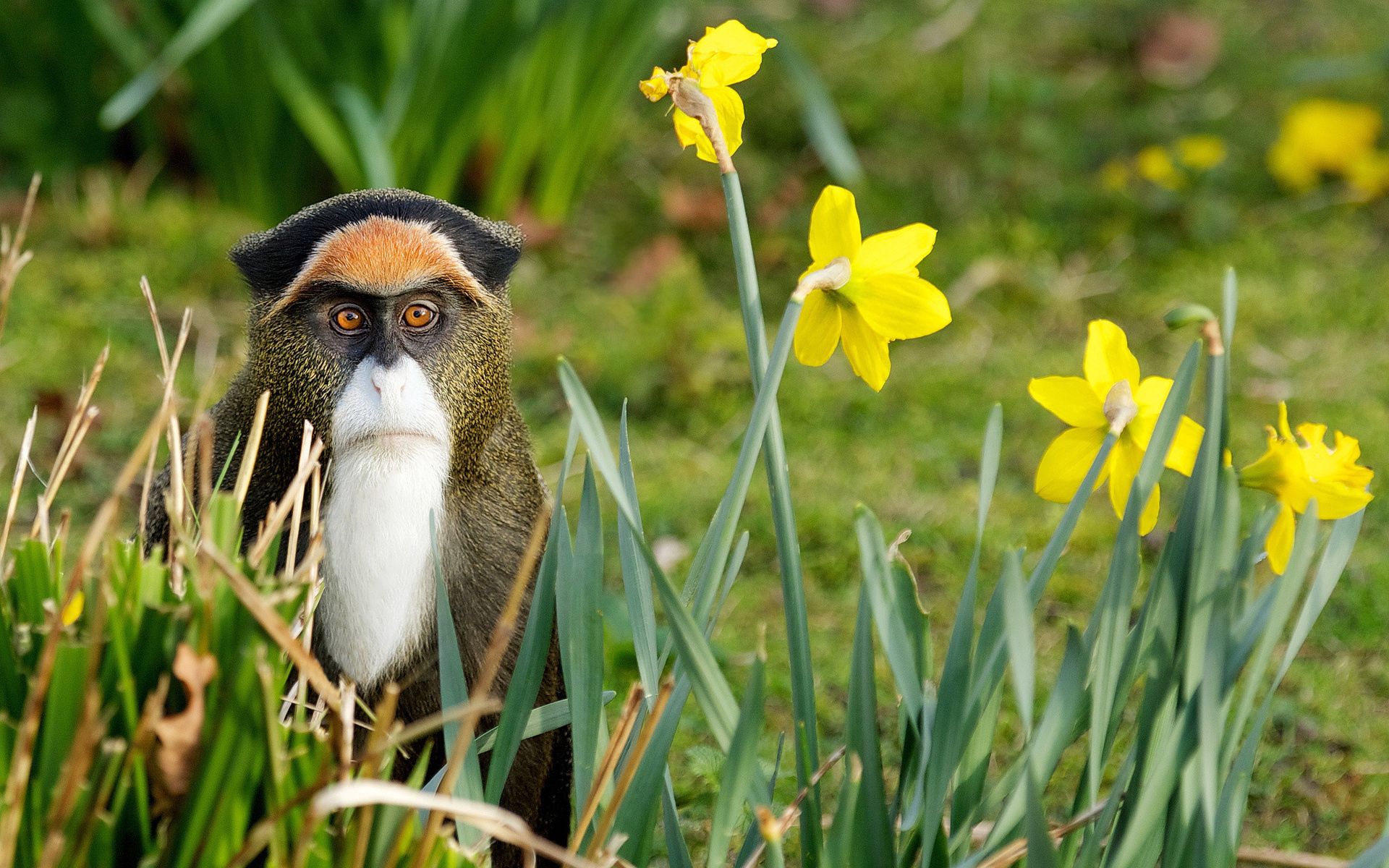 Free download wallpaper Animals, Flowers, Grass, Nature, Monkey on your PC desktop